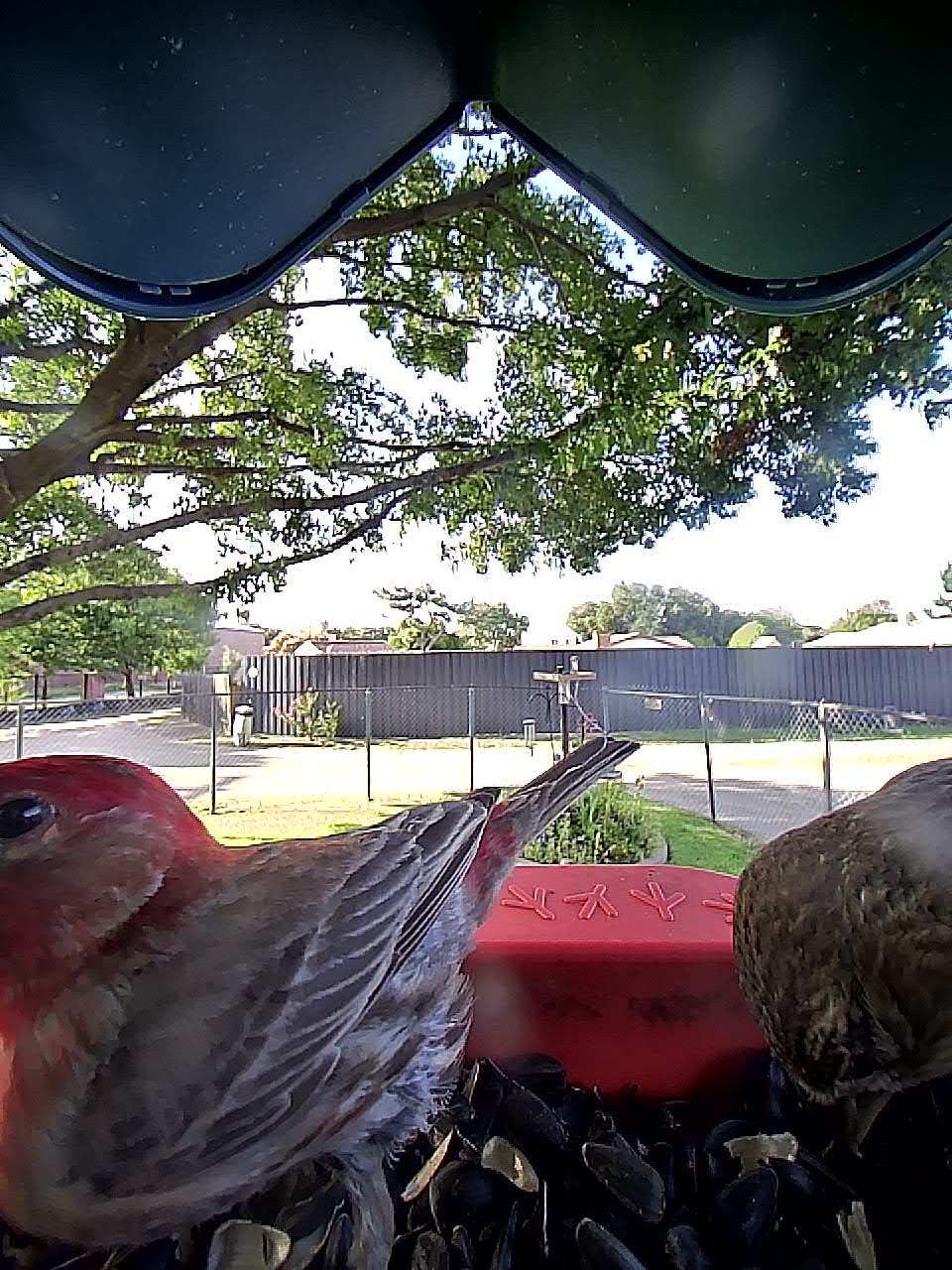 20250722-184215_17ce345e7247_House_Finch_09_d8aa1e69