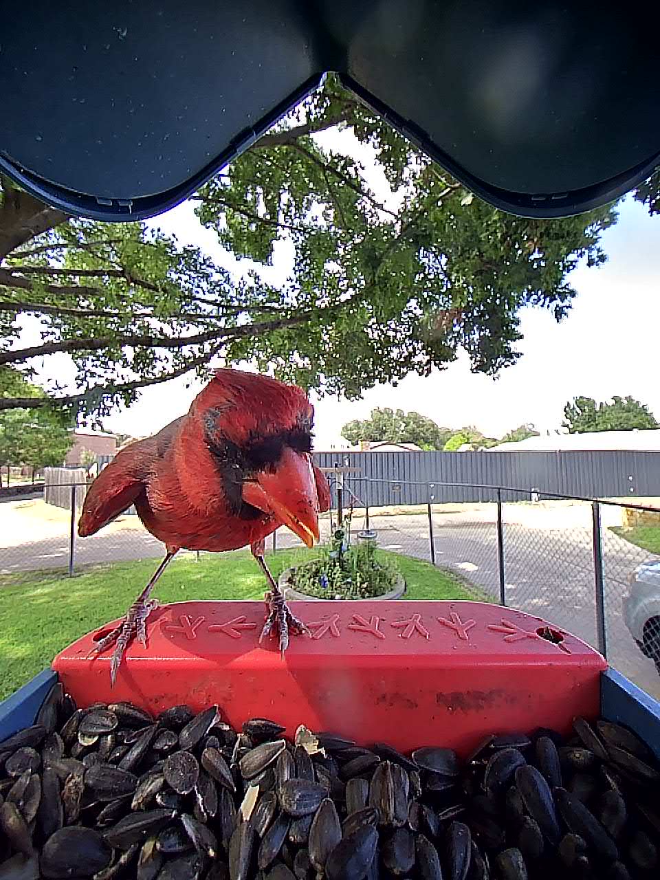 20250725-155426_b7f4fc18d90f_Northern_Cardinal_09_3789d47f