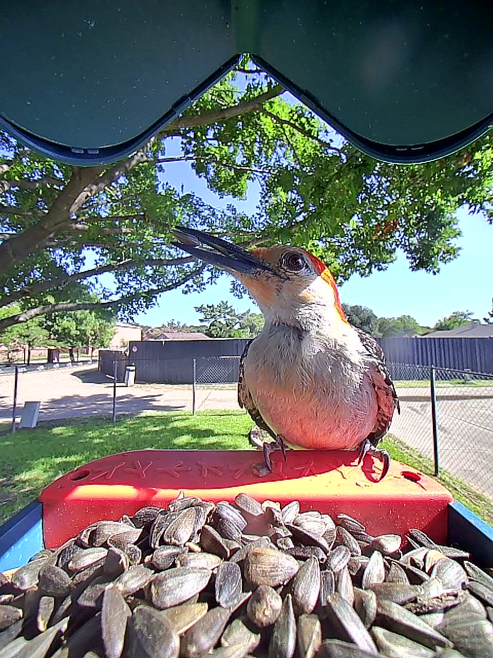 20250728-100051_e2bfeb87ac01_Red-Bellied_Woodpecker_04_0ab7b791