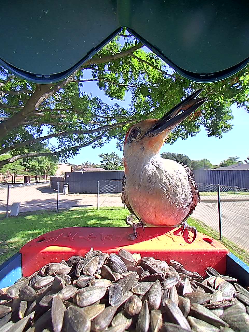 20250728-100051_e2bfeb87ac01_Red-Bellied_Woodpecker_07_6c5eba0b
