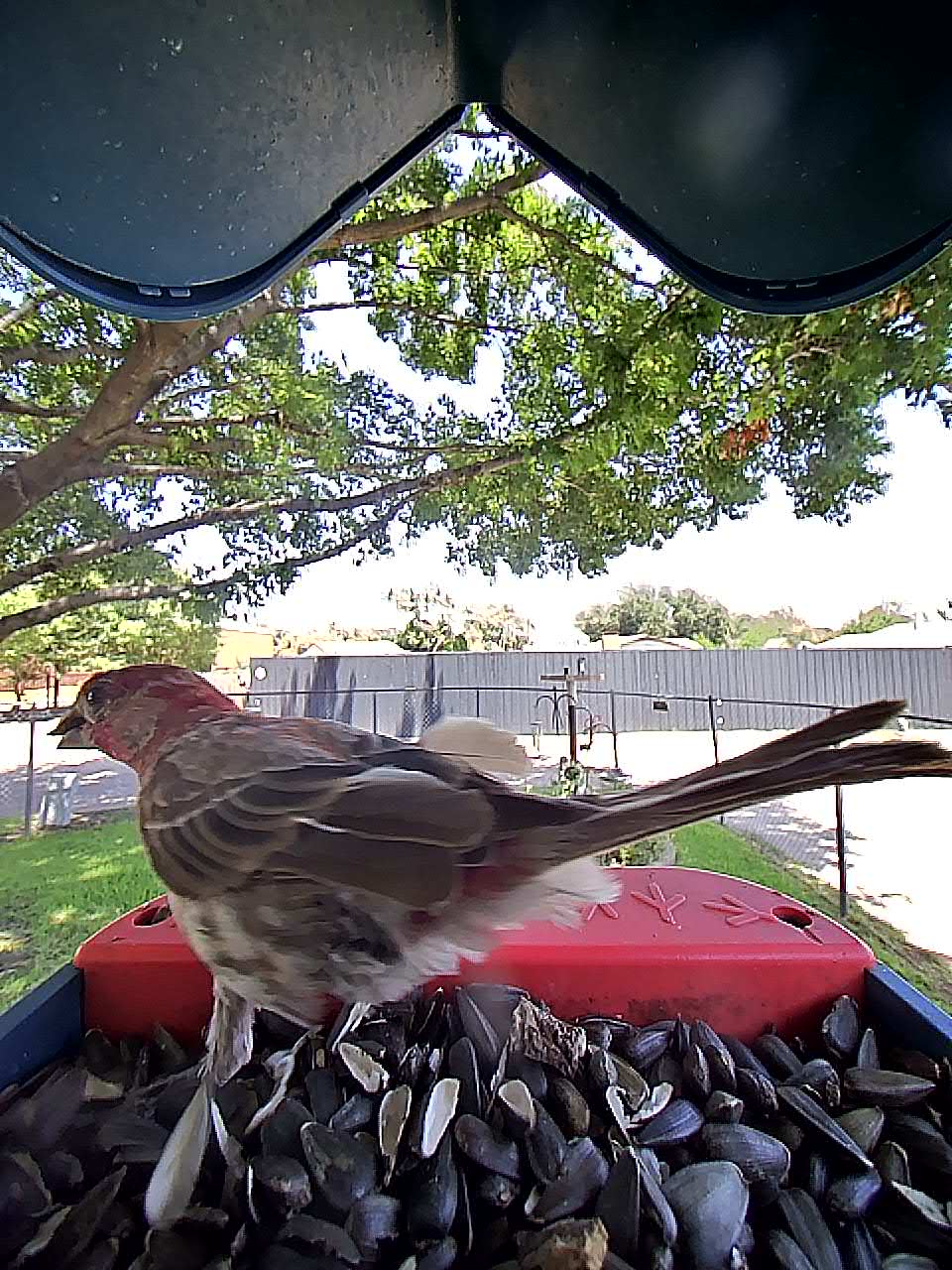 20250728-132414_0fe5b6a1c7e6_House_Finch_08_a4f83a7d