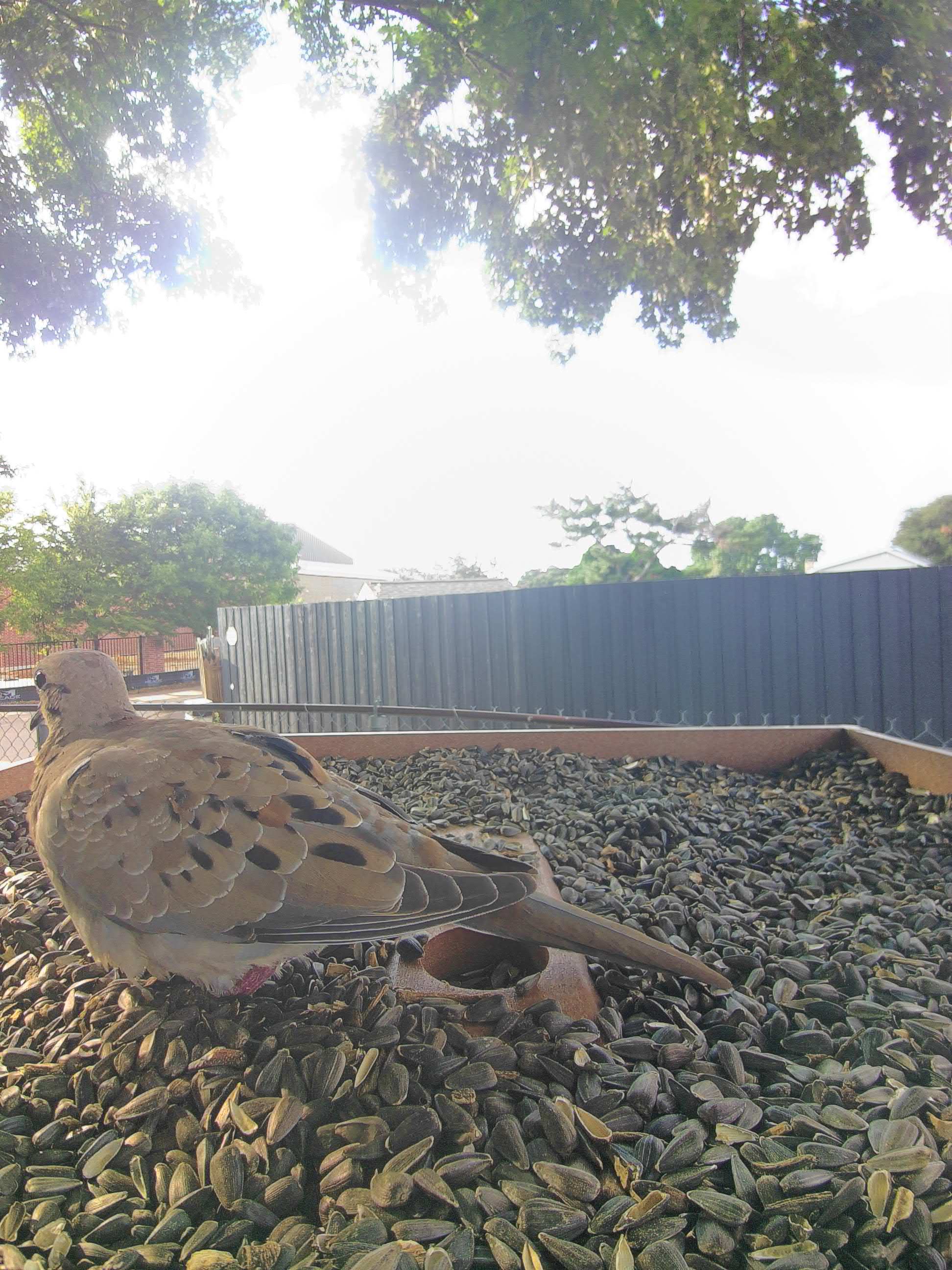 20250801-181817_9a60988e458b_Mourning_Dove_07_910b0d14