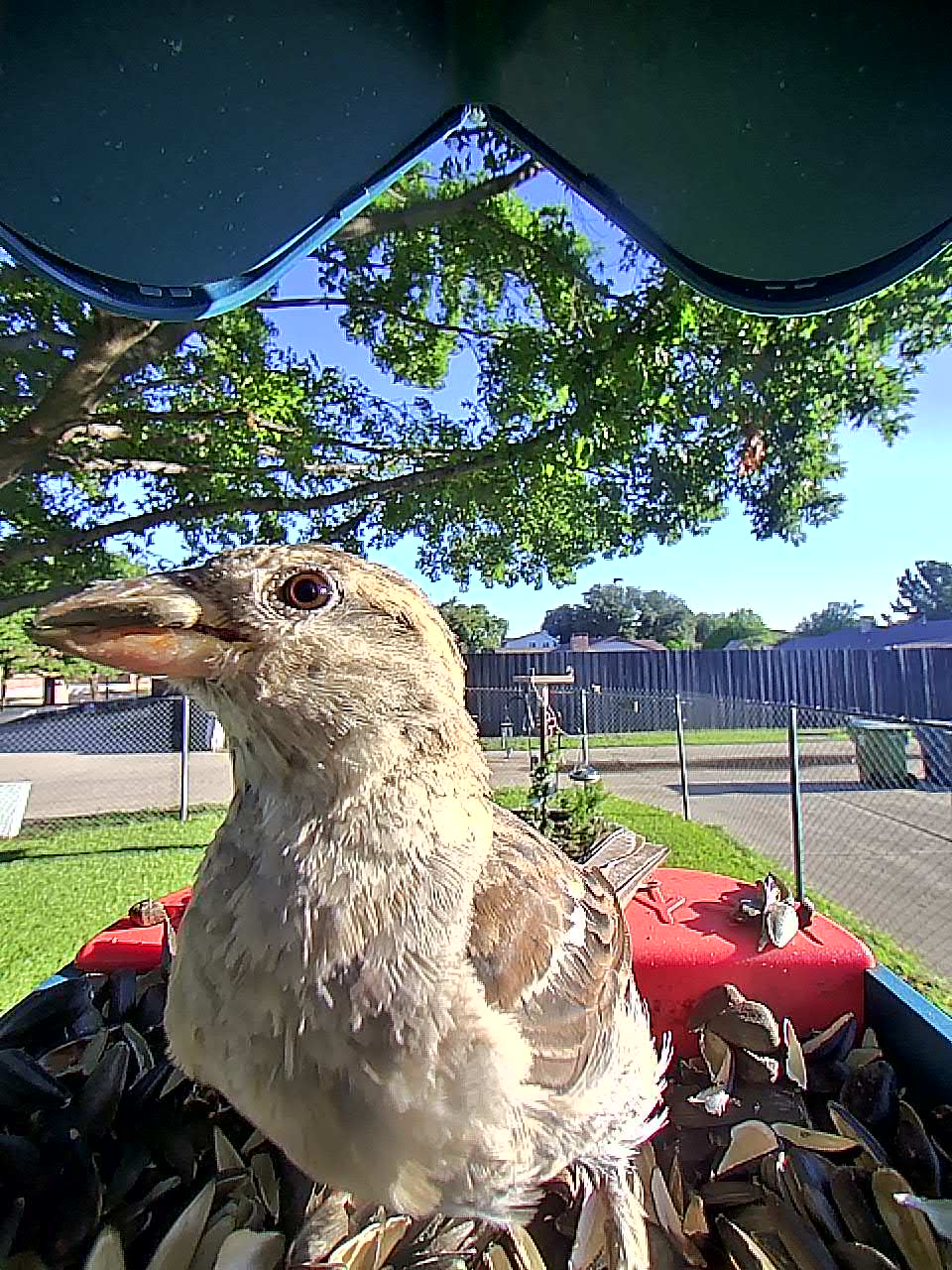 20250903-082703_20706cdf1e8c_House_Sparrow_07_220d1c3b