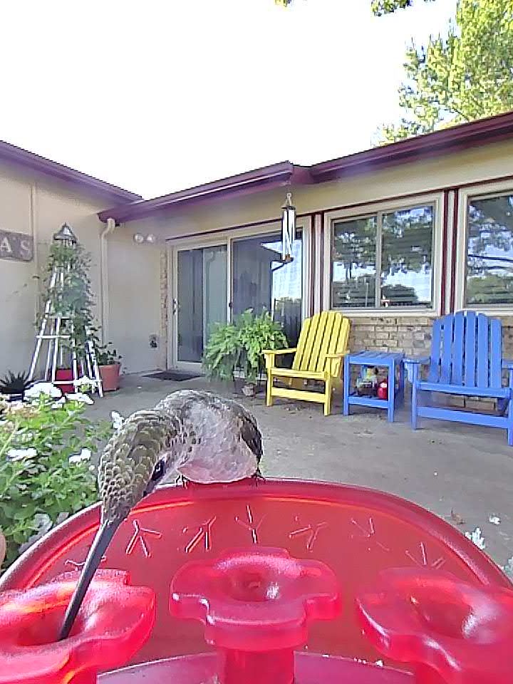 20250925-081556_af3636cd08ab_Ruby-Throated_Hummingbird_05_77764989