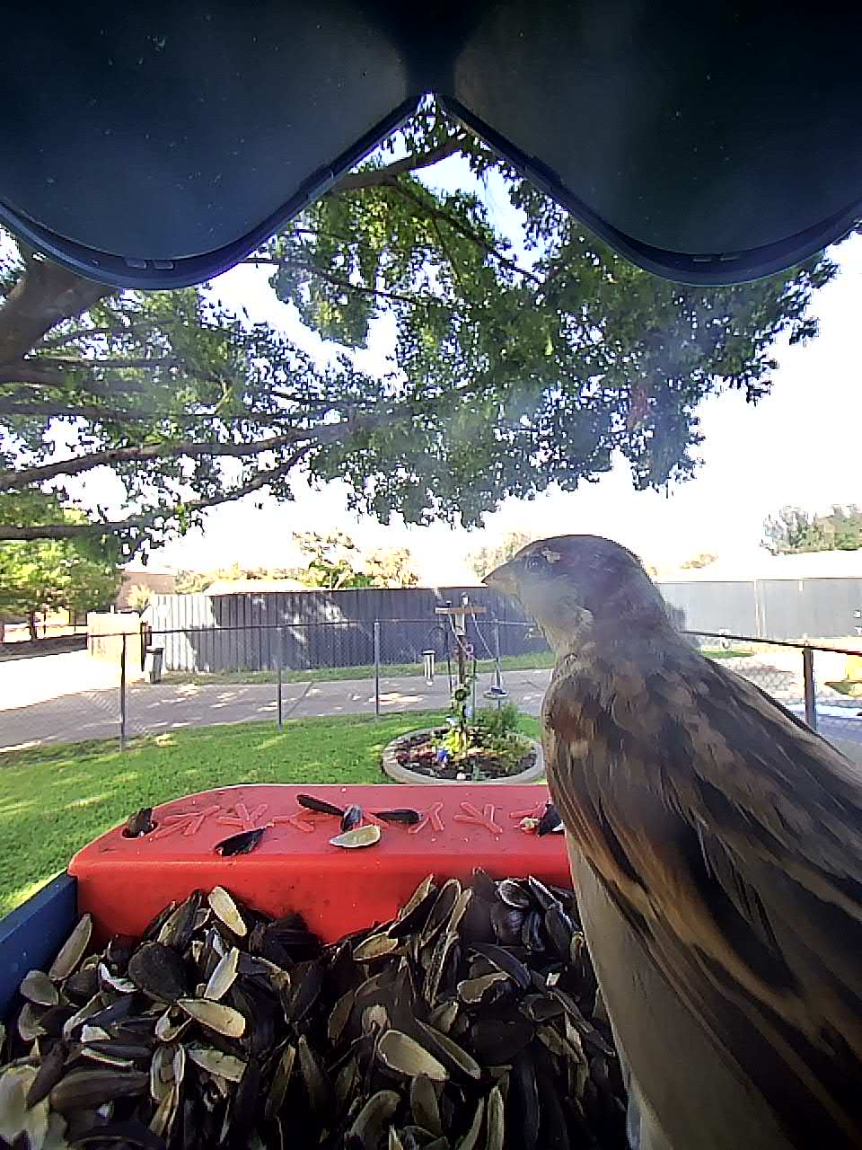 20250929-152146_ca78b7066585_House_Finch_10_f17eff11