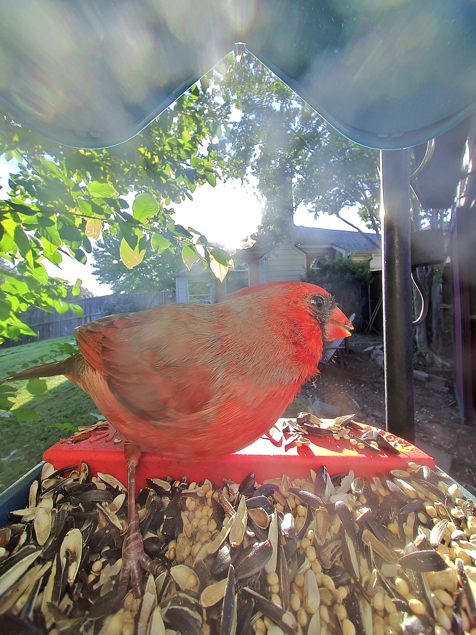 20251015-090613_b623bf40cad9_Northern_Cardinal_07_52432986