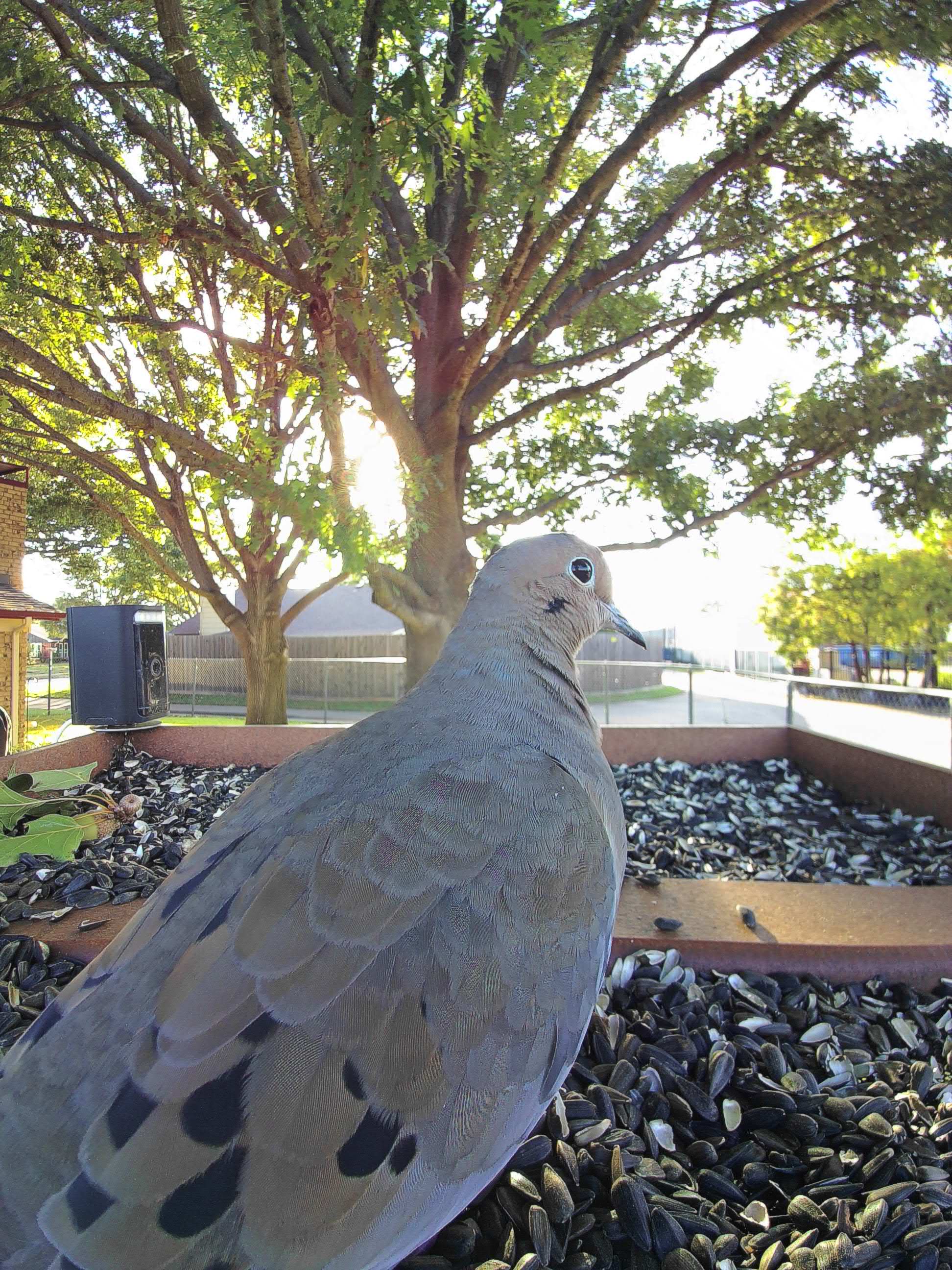 20251101-171644_93a5ac547efd_Mourning_Dove_Mournwyn_of_the_Vale_09_7997992f