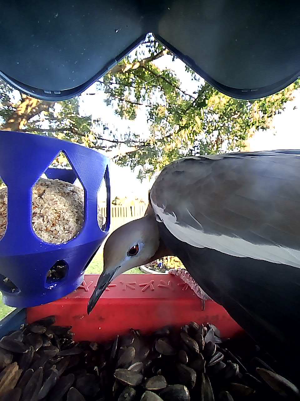 20251106-072756_93e83735a613_White-Winged_Dove_Selithra_The_Brightwing_03_5c4a8bff