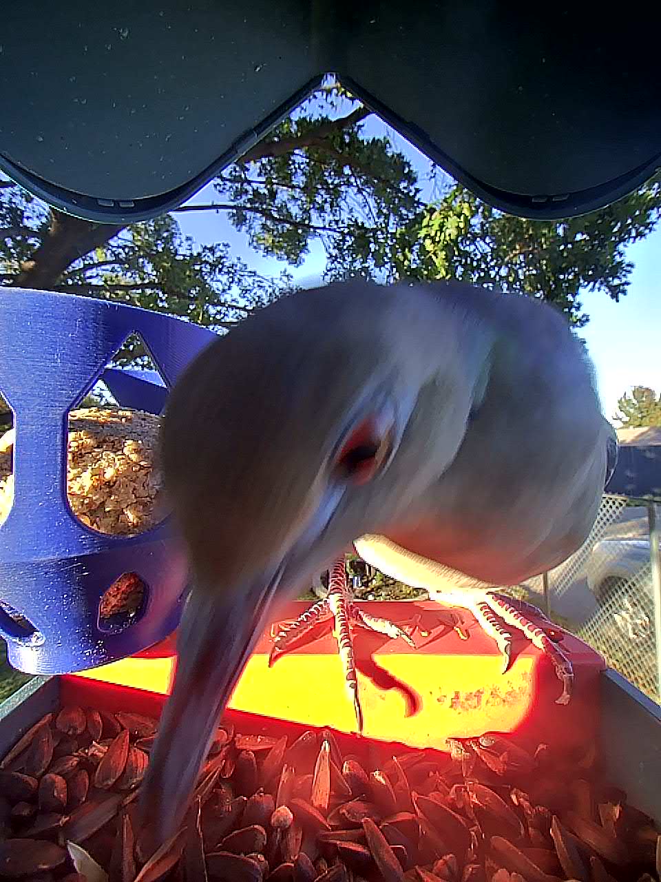 20251109-163136_3d135b5936f1_White-Winged_Dove_Eryndel_Of_The_Sunflight_04_be33af31