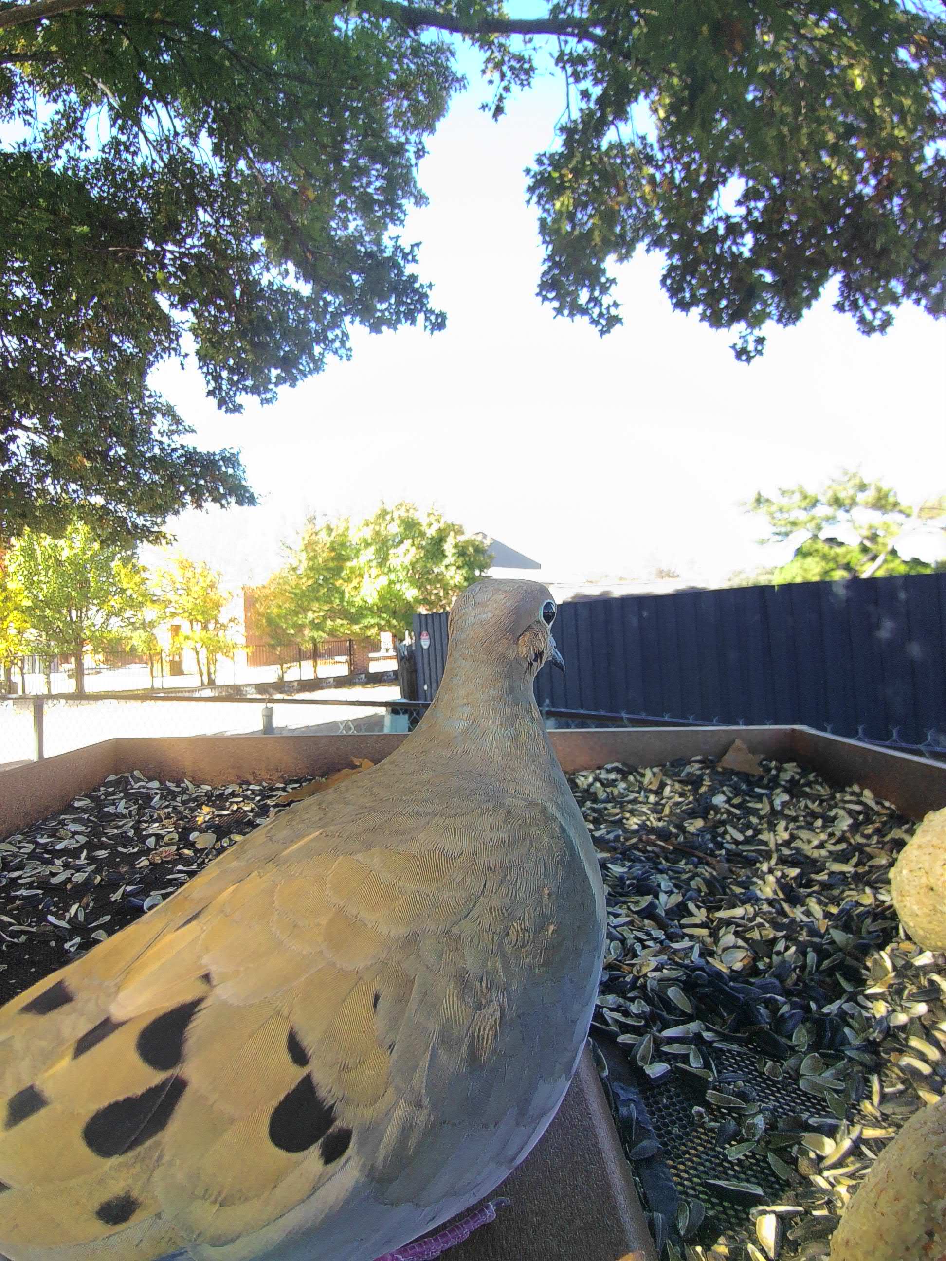 20251113-131029_8c34ad48cb12_Mourning_Dove_Eldramir_The_Gentle_01_5b614015