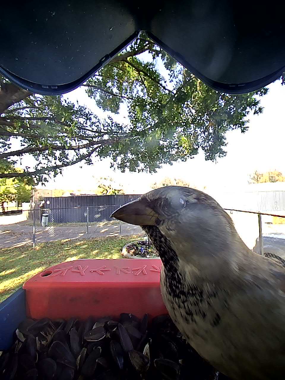 20251117-132107_661573165c92_House_Sparrow_Merrifeather__06_fa00016a