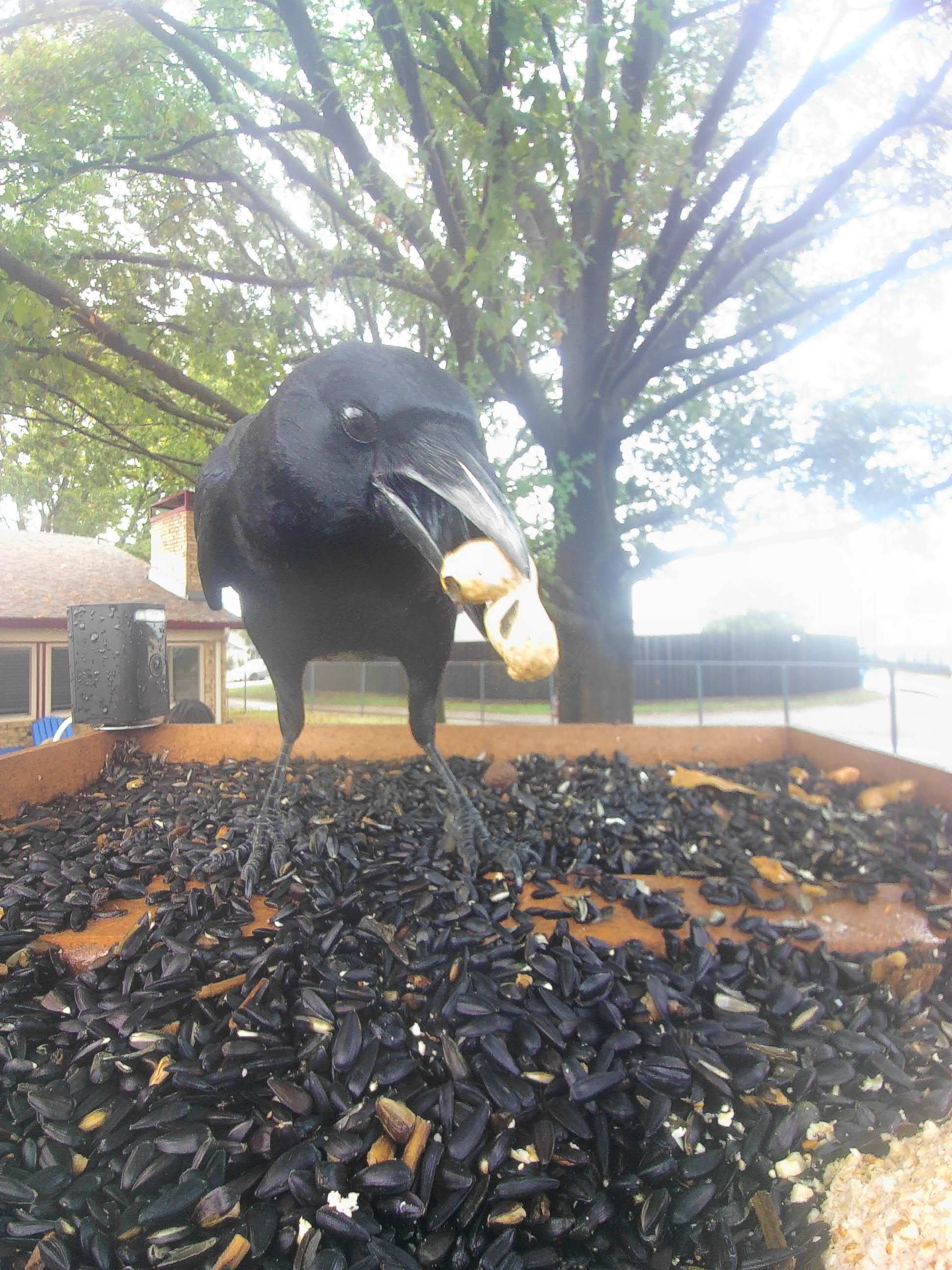 20251121-080030_a641c9010ab1_American_Crow_Gravelok_Storm-Witness_01_73cc954c