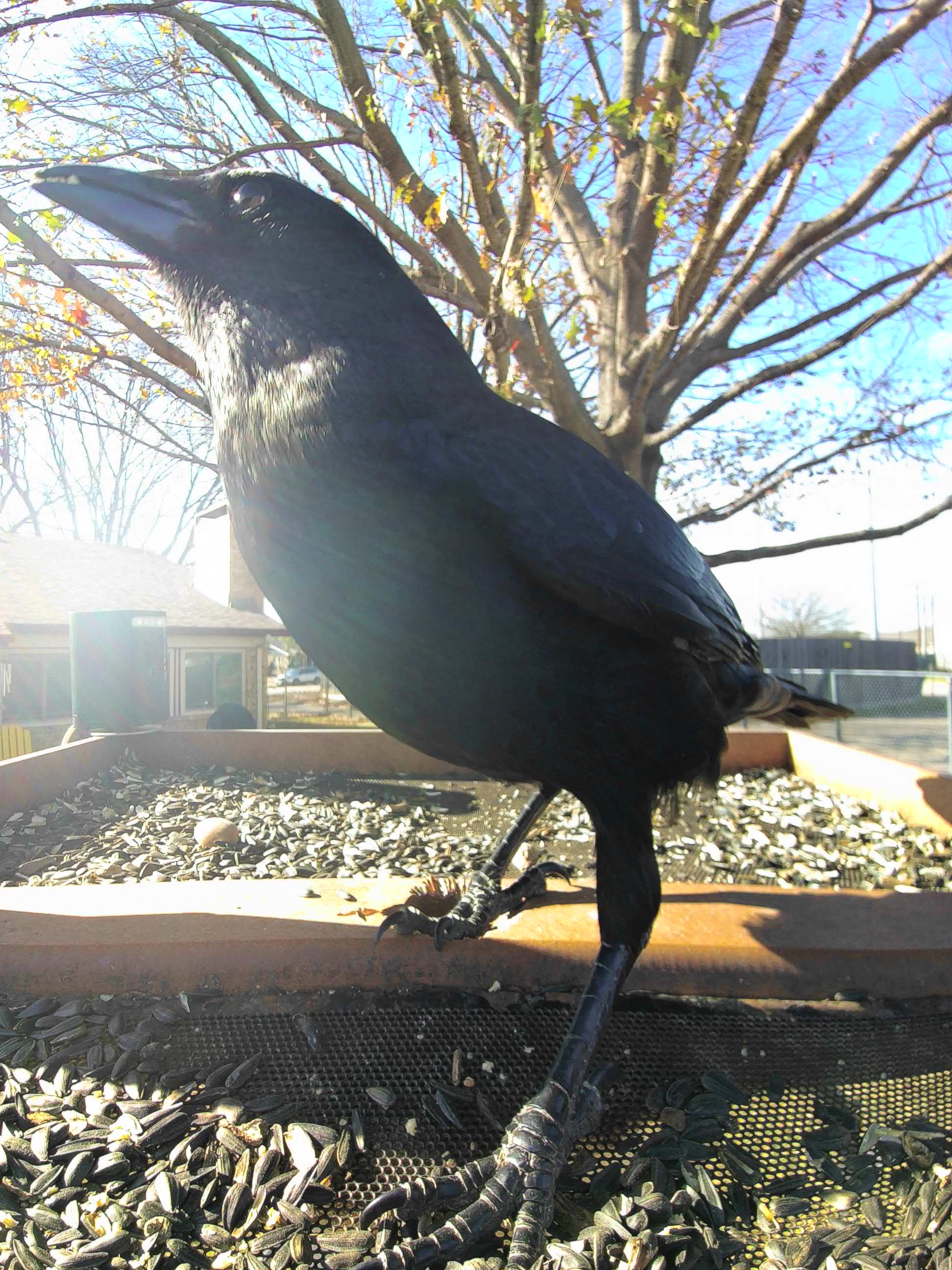 20260104-105045_5ca265ef368f_American_Crow_Gravelok_Storm-Witness_06_1d282fd9