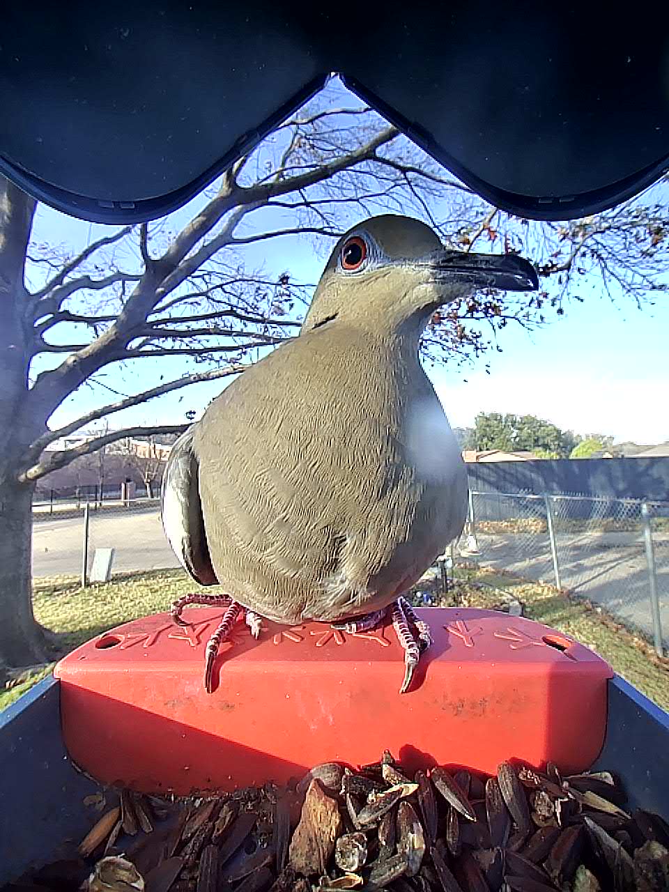 20260113-160828_4cc8e6a64075_Mourning_Dove_The_Imposter_03_74517f6d