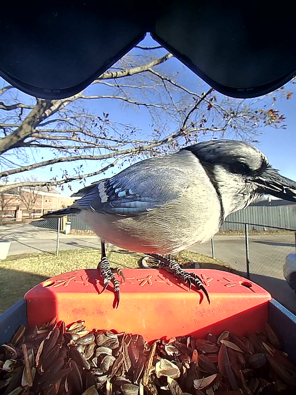 20260120-090846_f3554c96fc60_Blue_Jay_Kaedor_the_Fierce_05_db660fa2