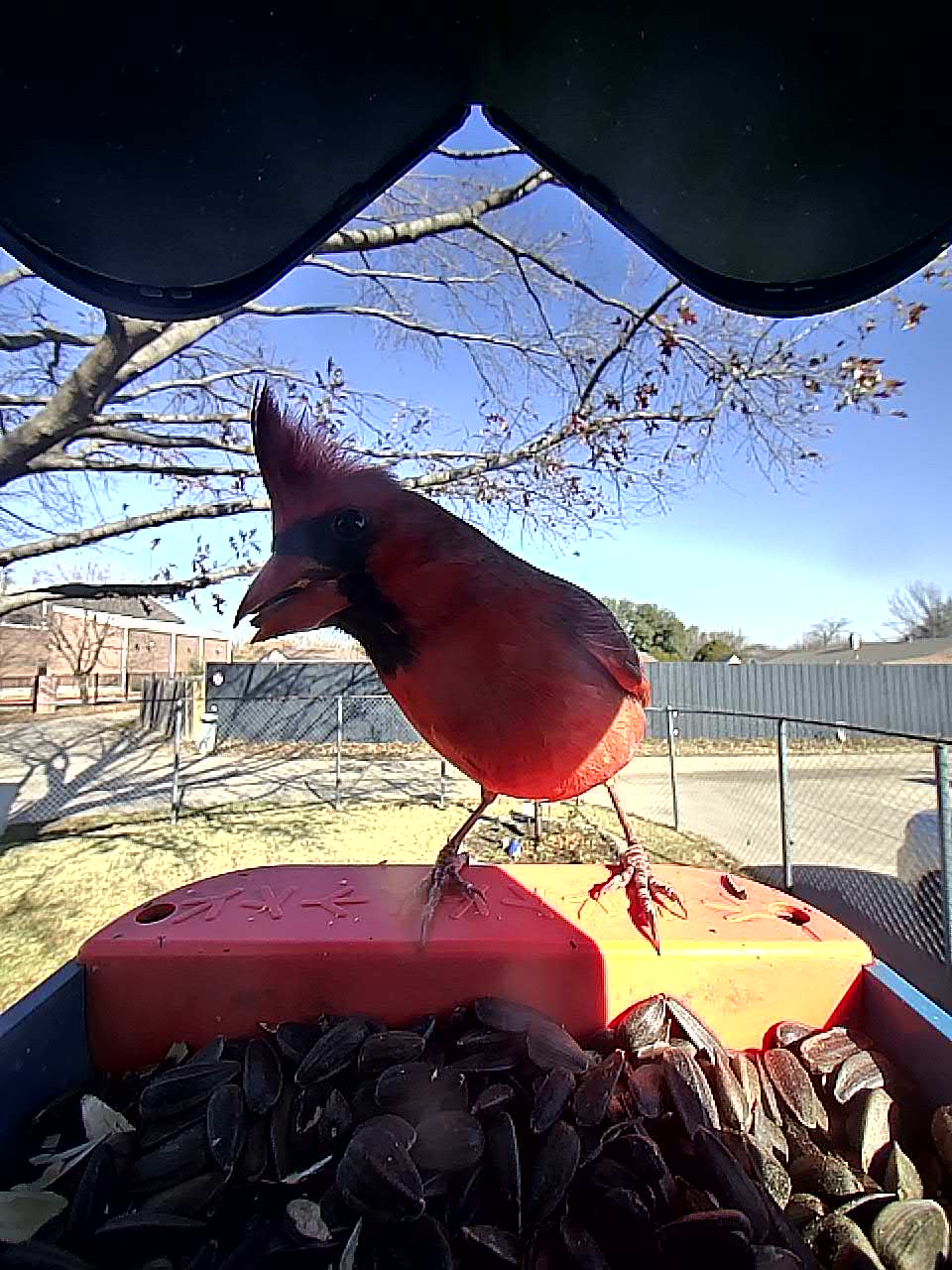 20260120-111351_e4864a1930a0_Northern_Cardinal_Crimson_Knight_07_0cd452f4