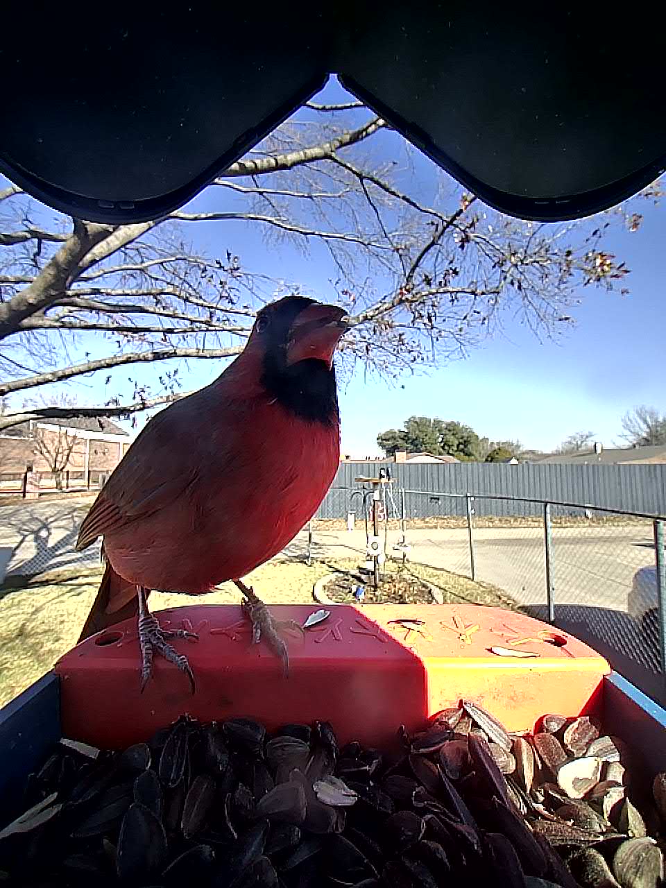 20260120-111612_37535f199b86_Northern_Cardinal_Baron_Redcrest_Of_Emberwood_10_d2b40d30