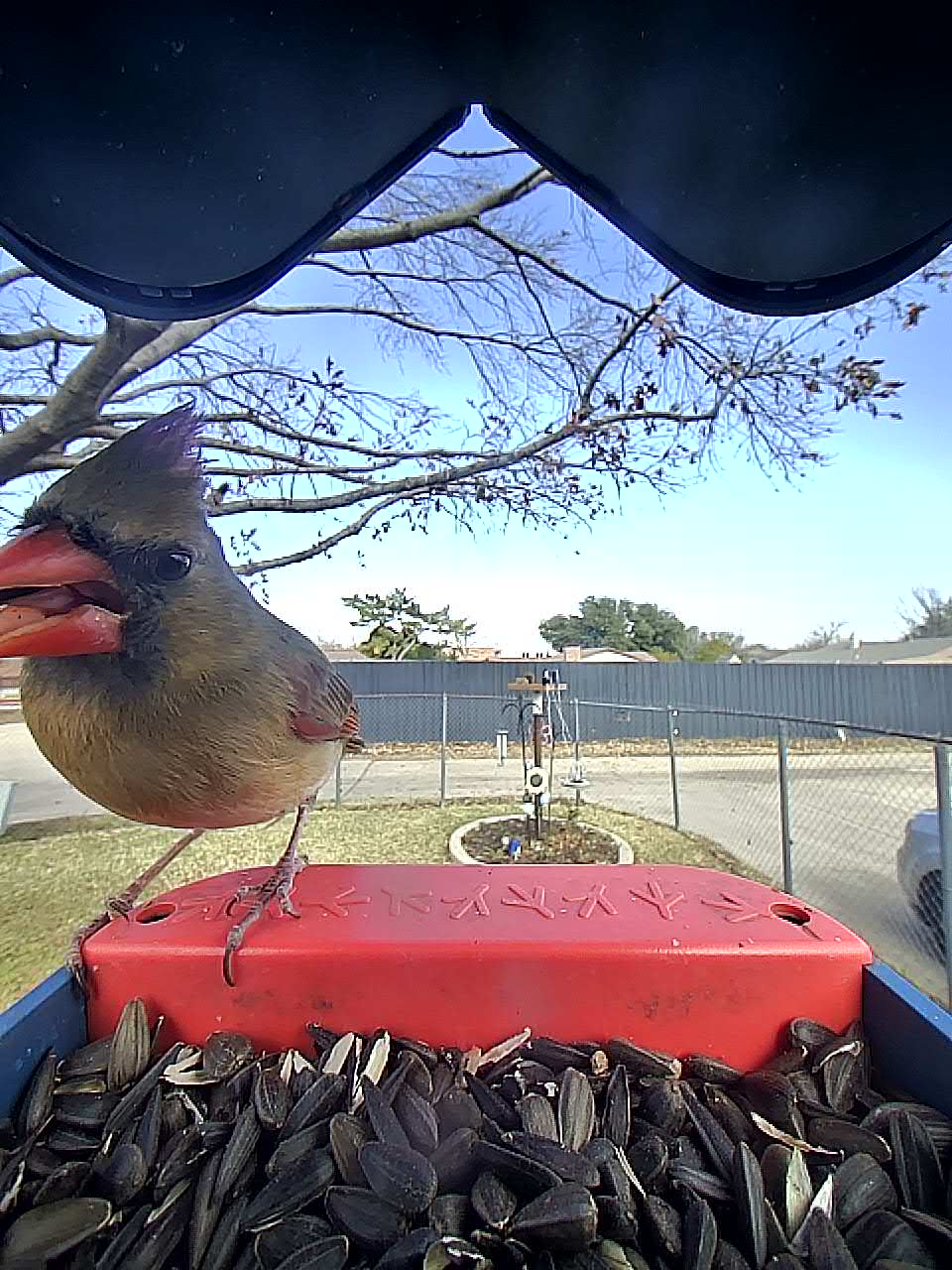 20260120-124352_cd32bd59f741_Northern_Cardinal_Lady_Emberflare__02_6bd11898