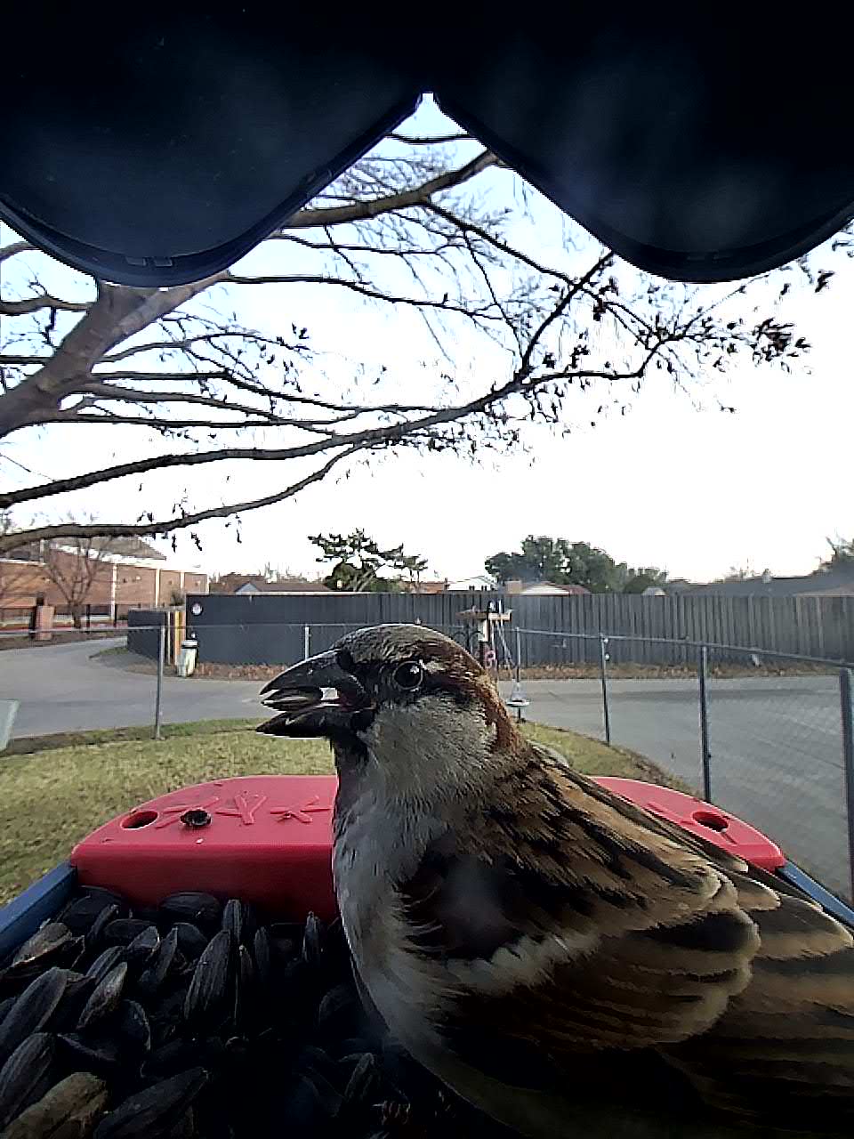 20260122-081139_4092dc57b8f0_House_Sparrow_Sir_Pipsqueak__02_5346793f