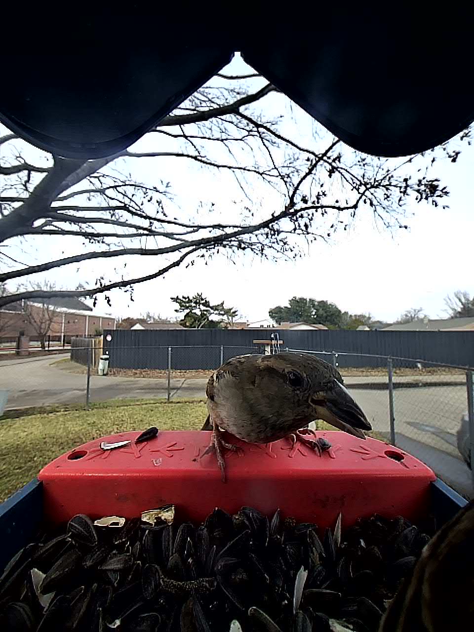 20260122-145644_70304c8897fa_House_Sparrow_08_c7911dc8