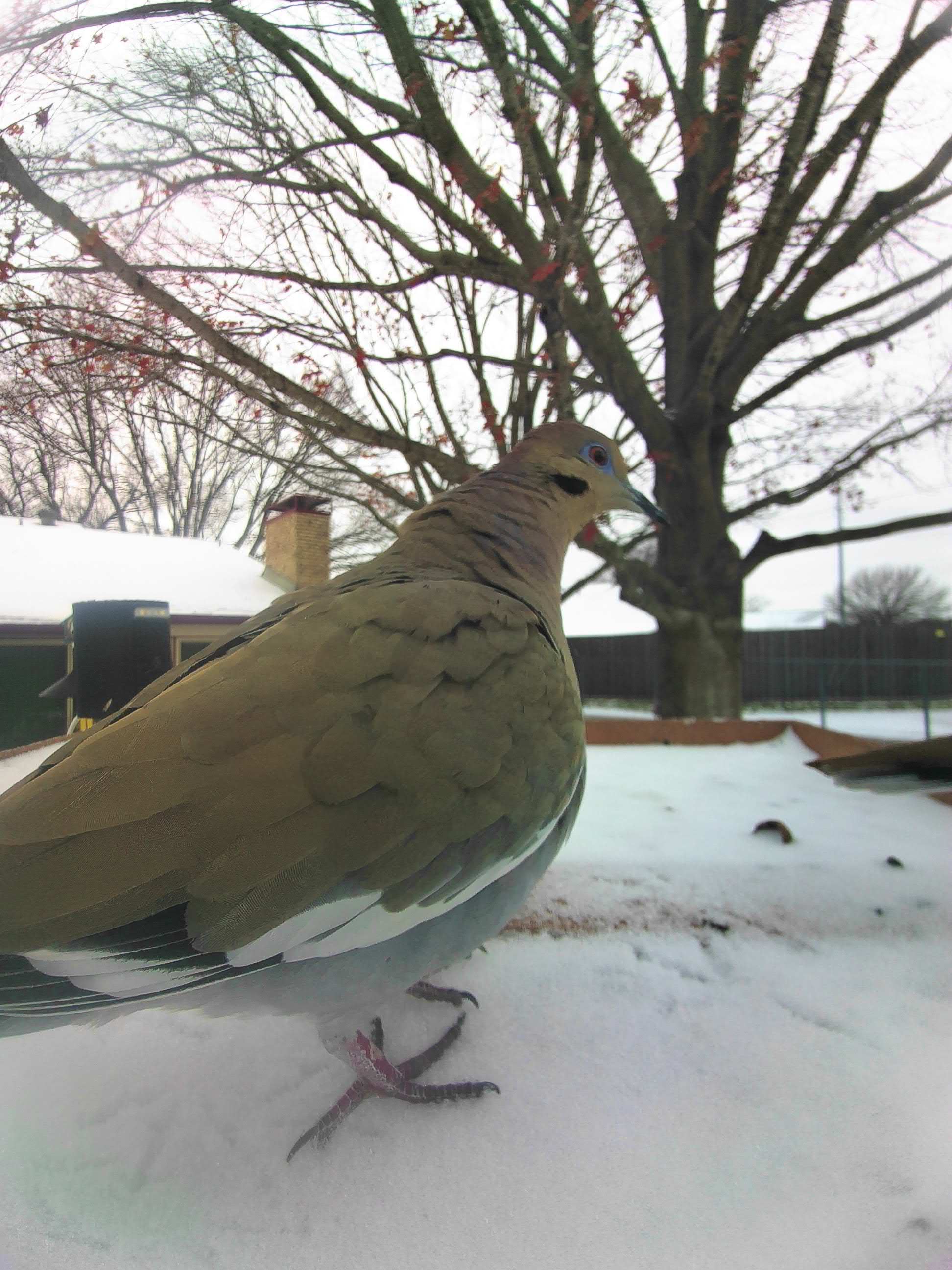 20260124-112245_a1de2f281da1_White-Winged_Dove_Solmir_The_Skyguard_01_b23adddc