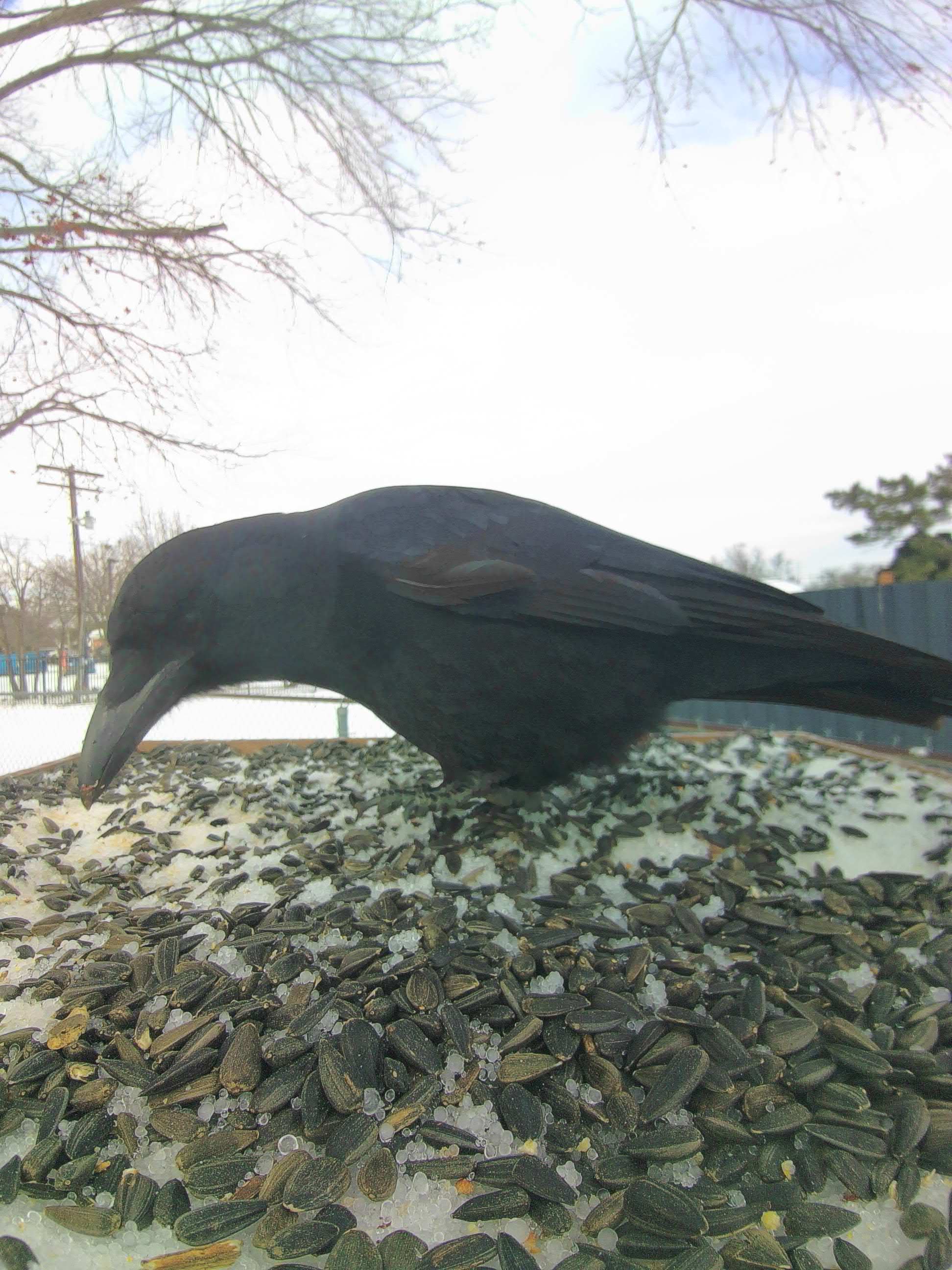 20260125-105406_cba6db577110_American_Crow_Korrath_Shadebeak_01_21c340ea