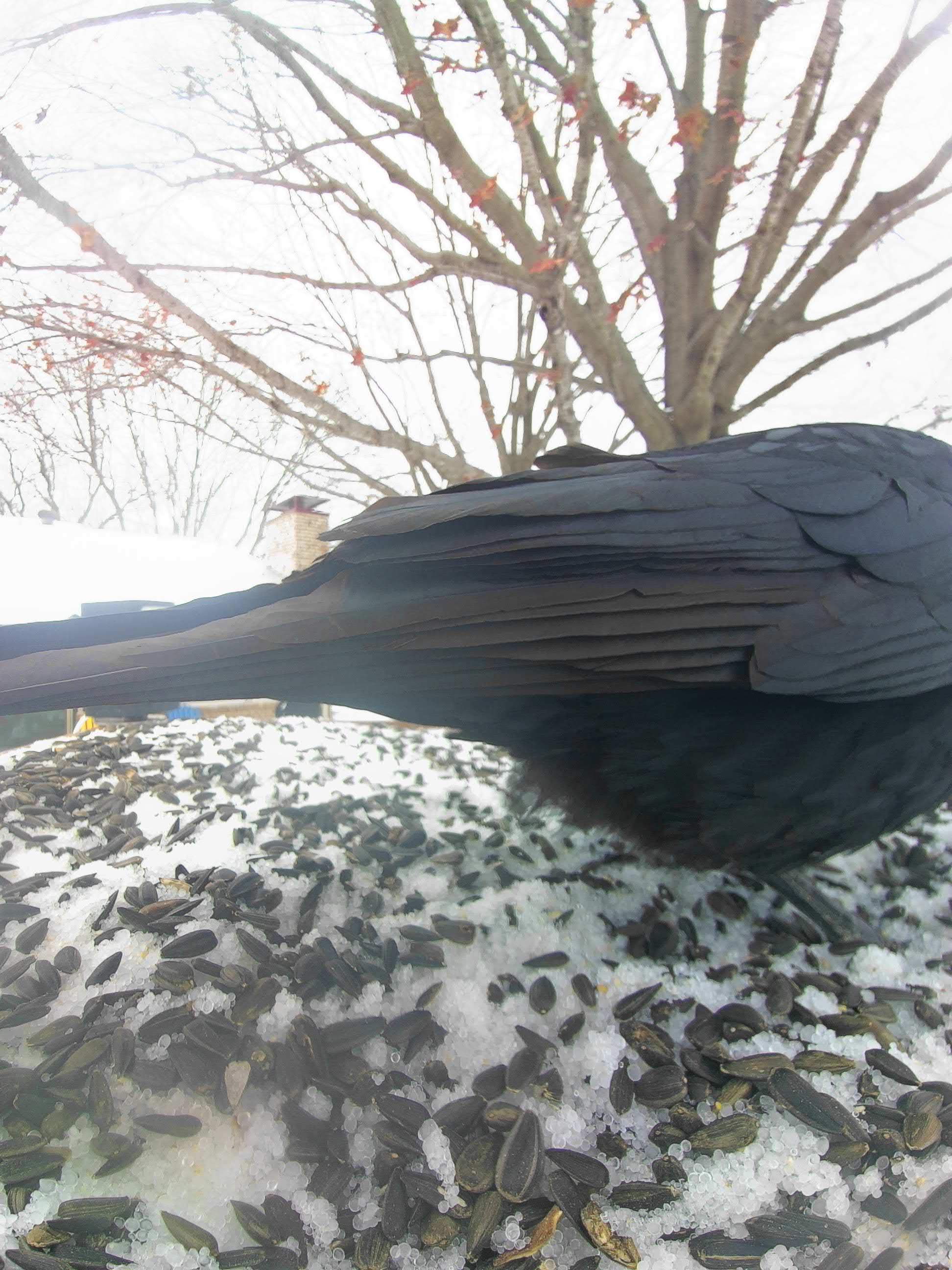 20260125-131115_36b7379e0d66_American_Crow_Ashbark_Crowe_01_2bc84901