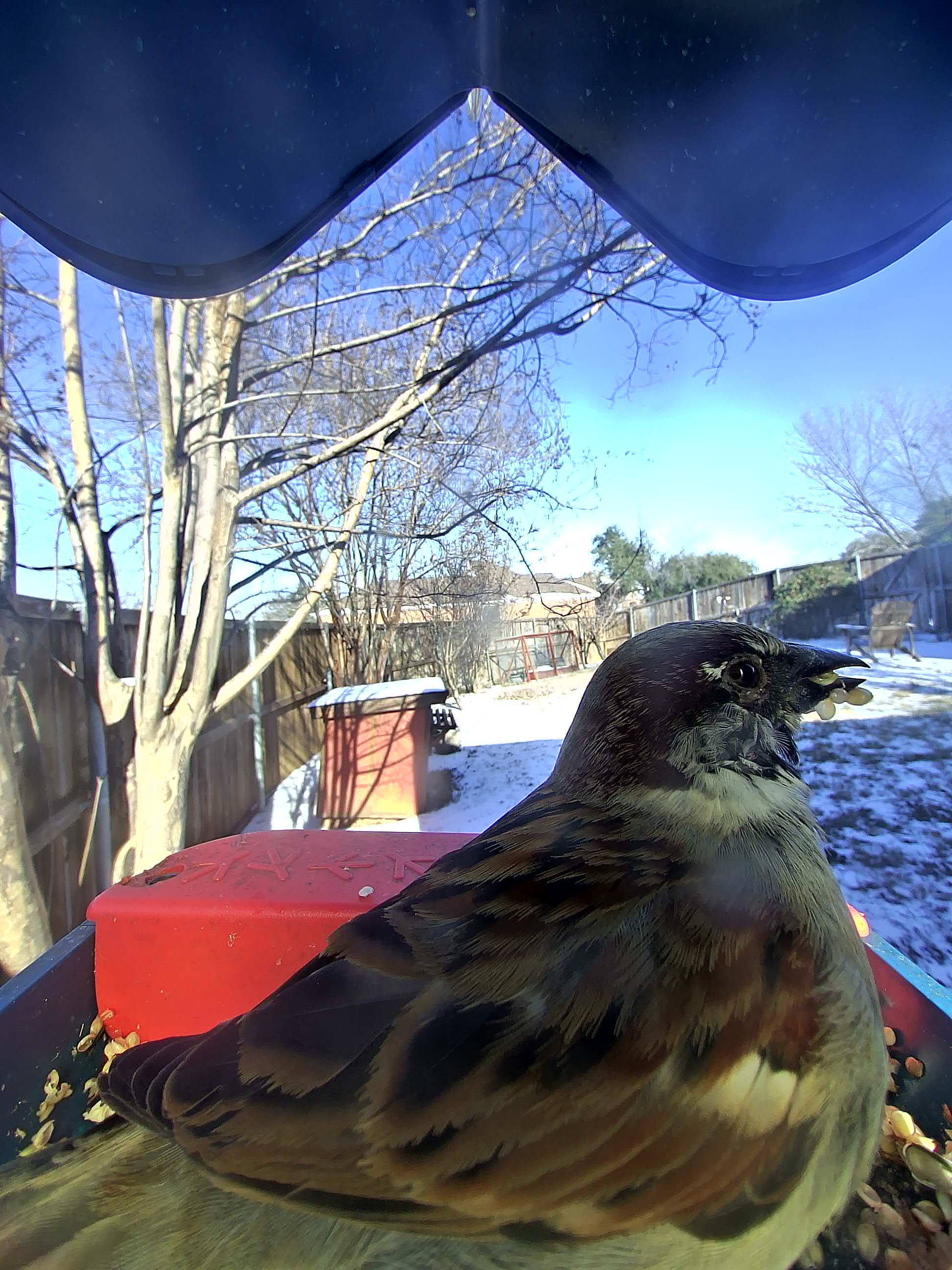 20260126-150741_7c4f3f068606_House_Sparrow_04_16bc5717