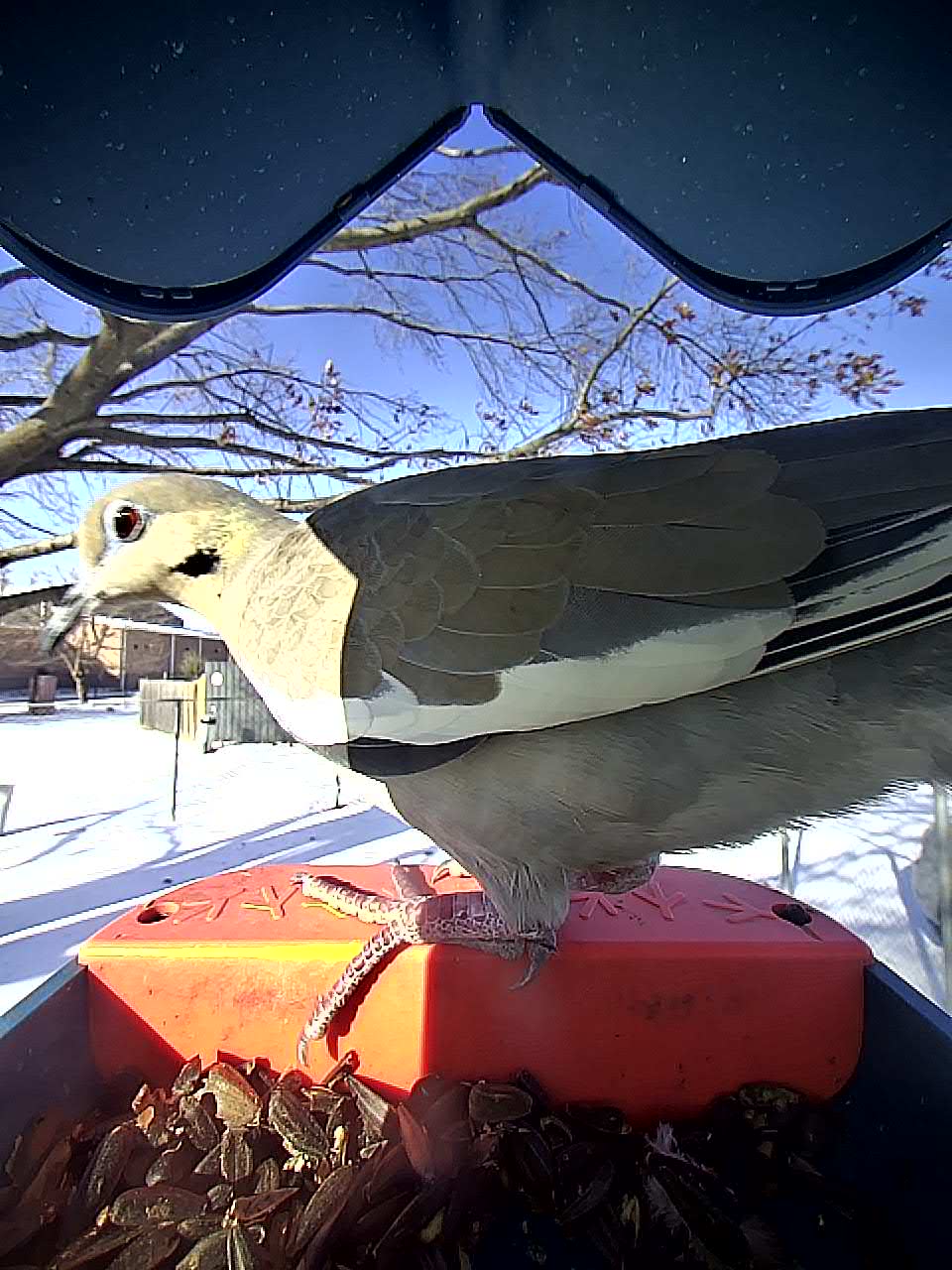 20260126-151811_272984449029_White-Winged_Dove_09_41579297