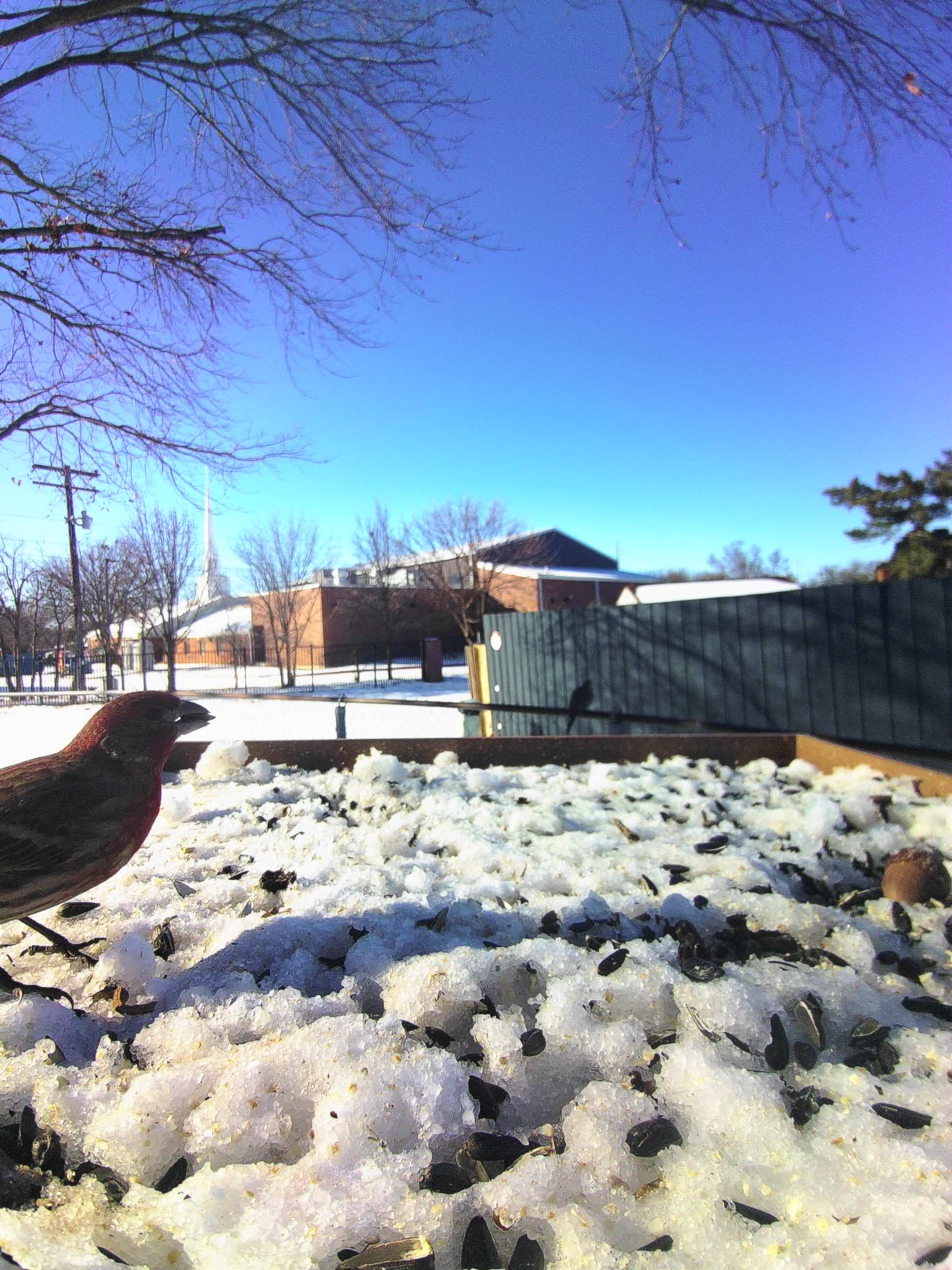 20260126-153225_e0d9681b1d4e_House_Finch_Perrin_of_the_Red_Gable__04_11720dd9