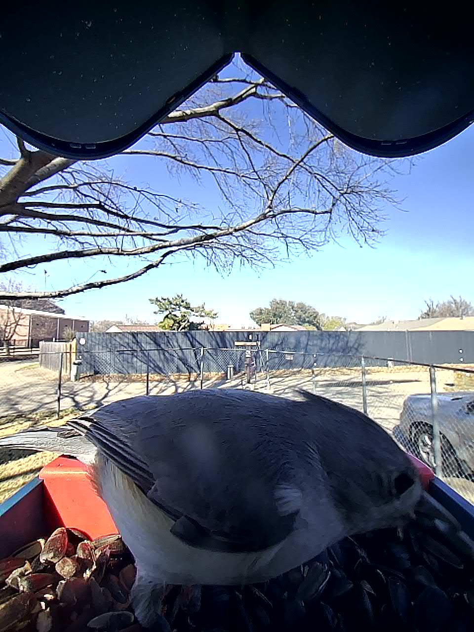 20260211-143221_1863825d4d92_Tufted_Titmouse_Pippin_The_Hearthroot_Moot_Scout_03_833a1ba5