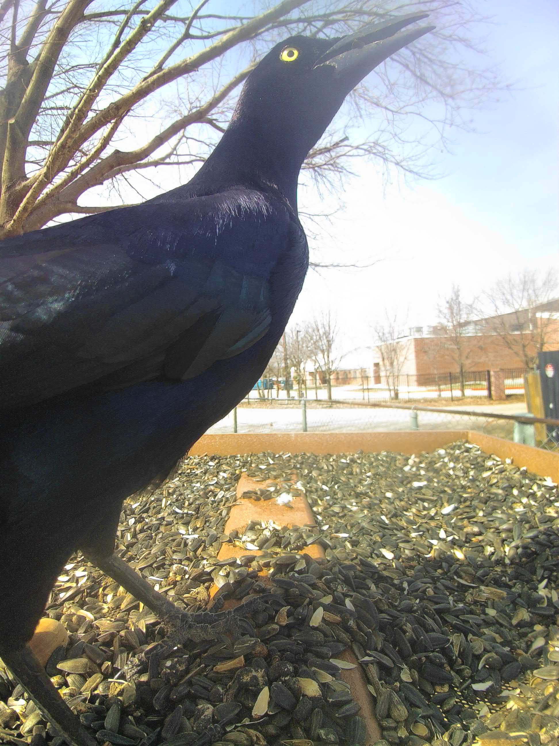 20260225-120159_0586c6fc4457_Great-Tailed_Grackle_Galrath_Longvane_06_b5b0cadd