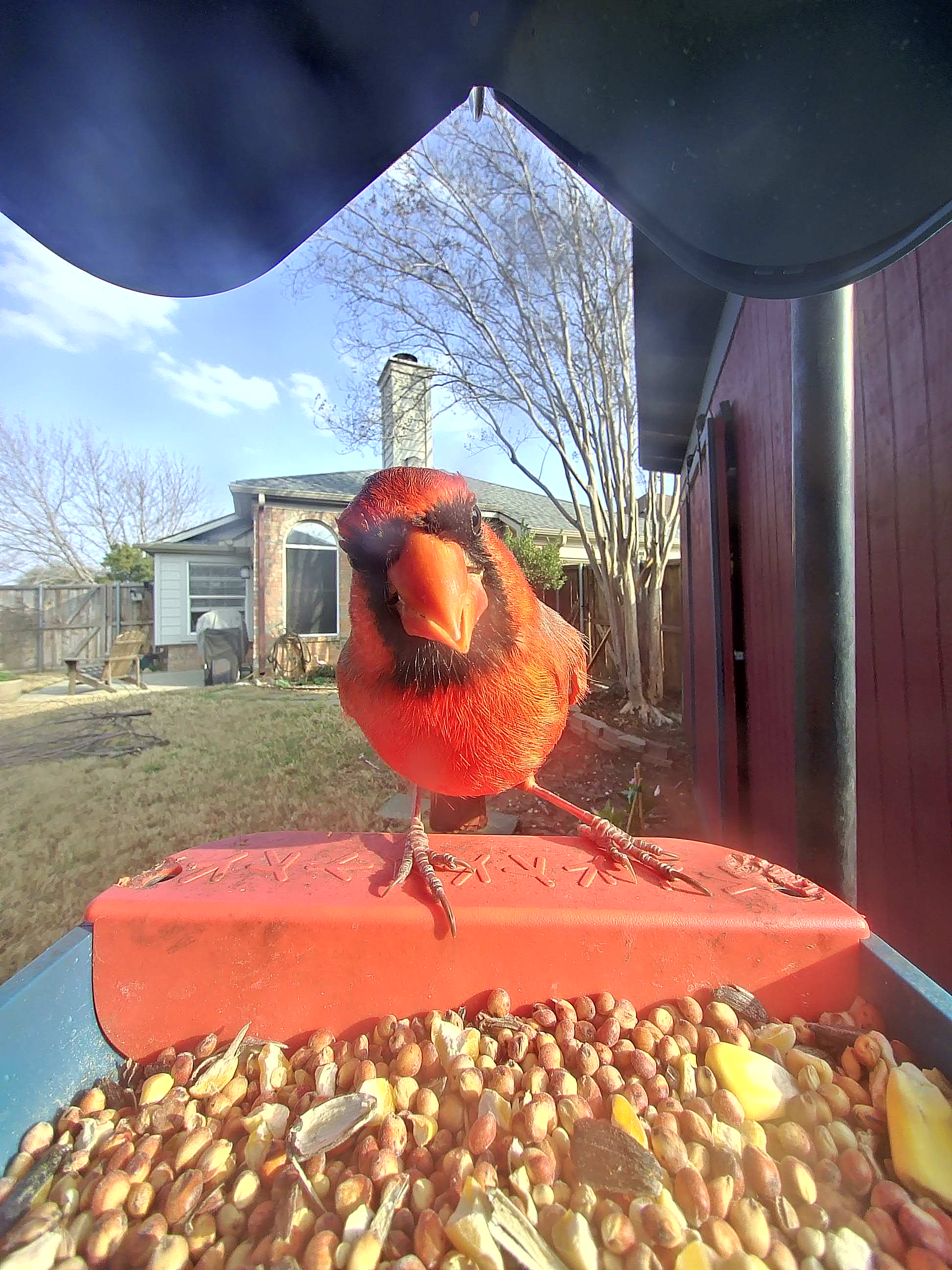 20260301-163340_ceb9b703993f_Northern_Cardinal_08_6fd2cf44