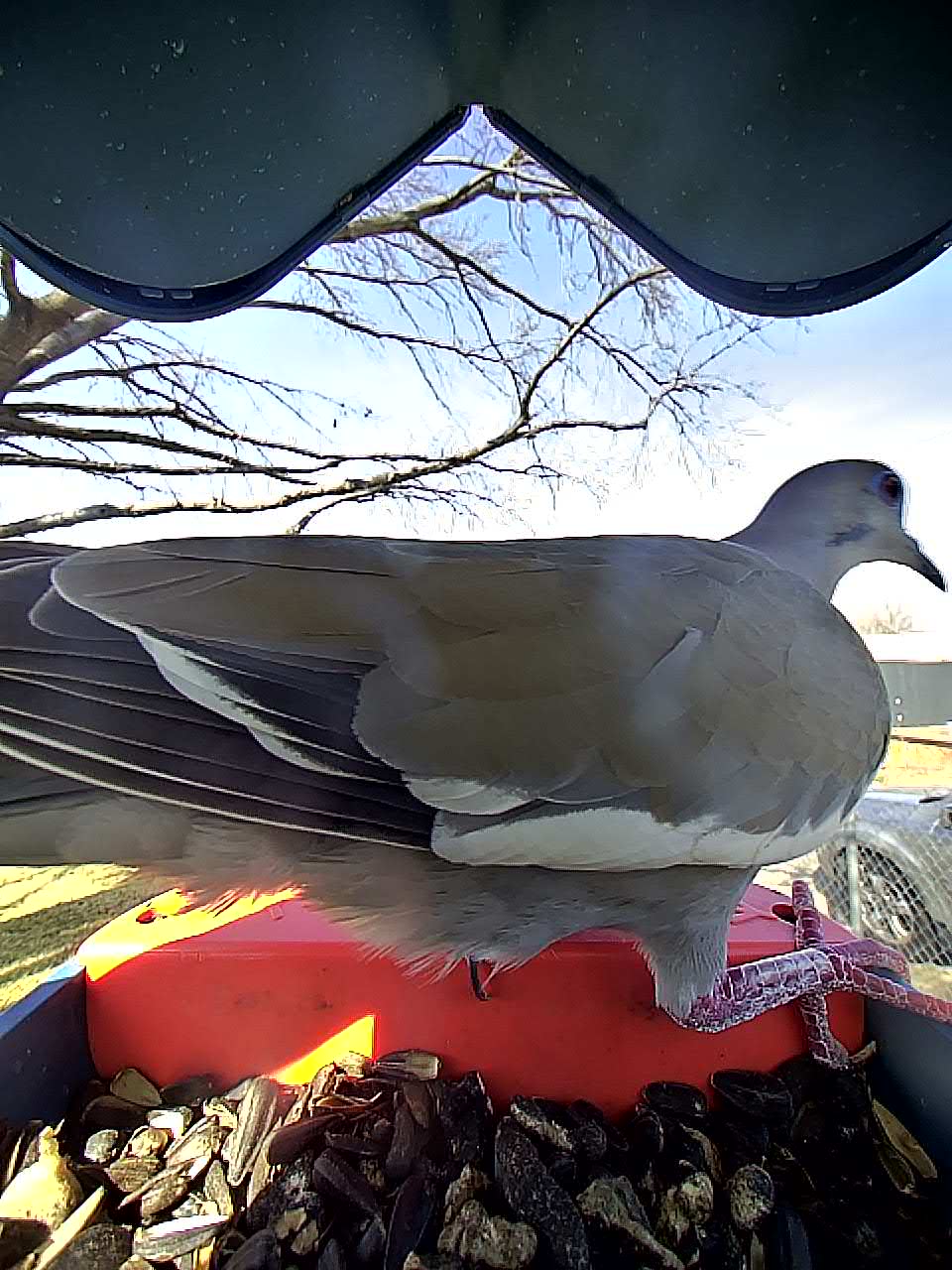20260302-144555_7da17d4a8924_White-Winged_Dove_Rowyn_the_Skyborn__01_e32d174c