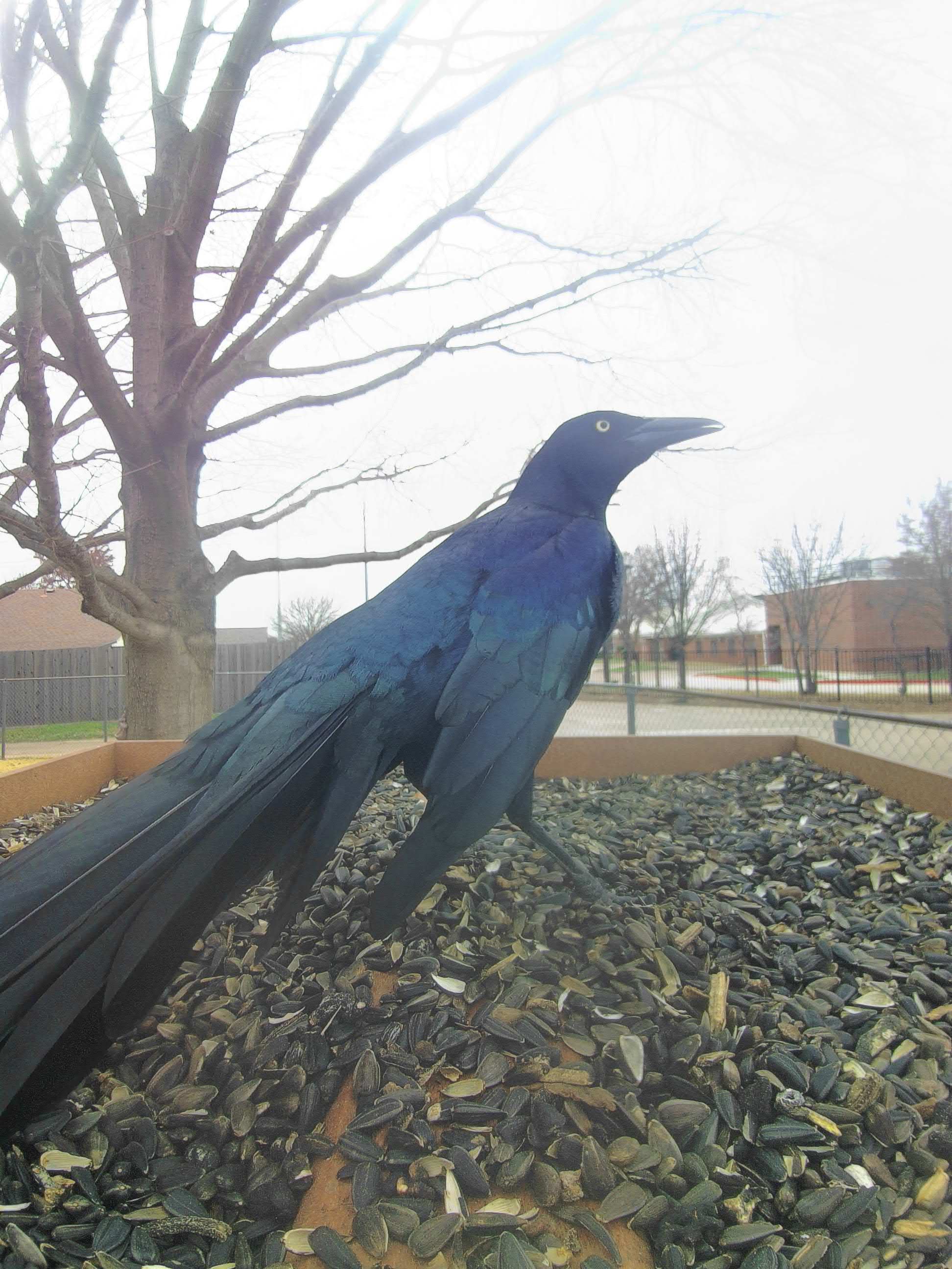 20260304-144549_7402cde97dce_Great-Tailed_Grackle_Raeth_Ironwhistle_04_c39ef370