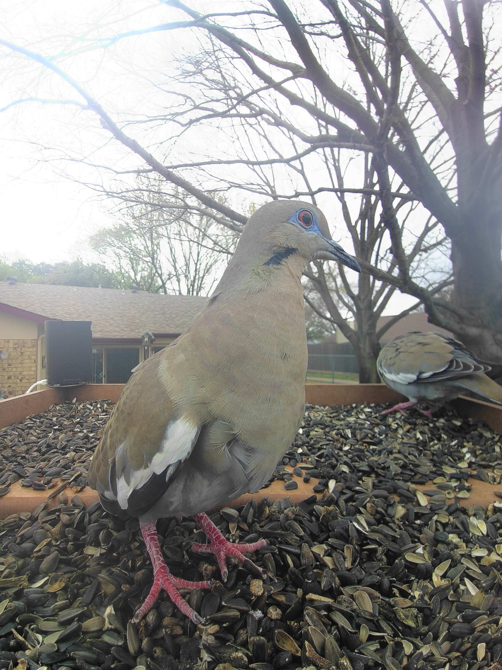 20260309-123526_ca4741820280_White-Winged_Dove_Caelwen_09_dc87accf