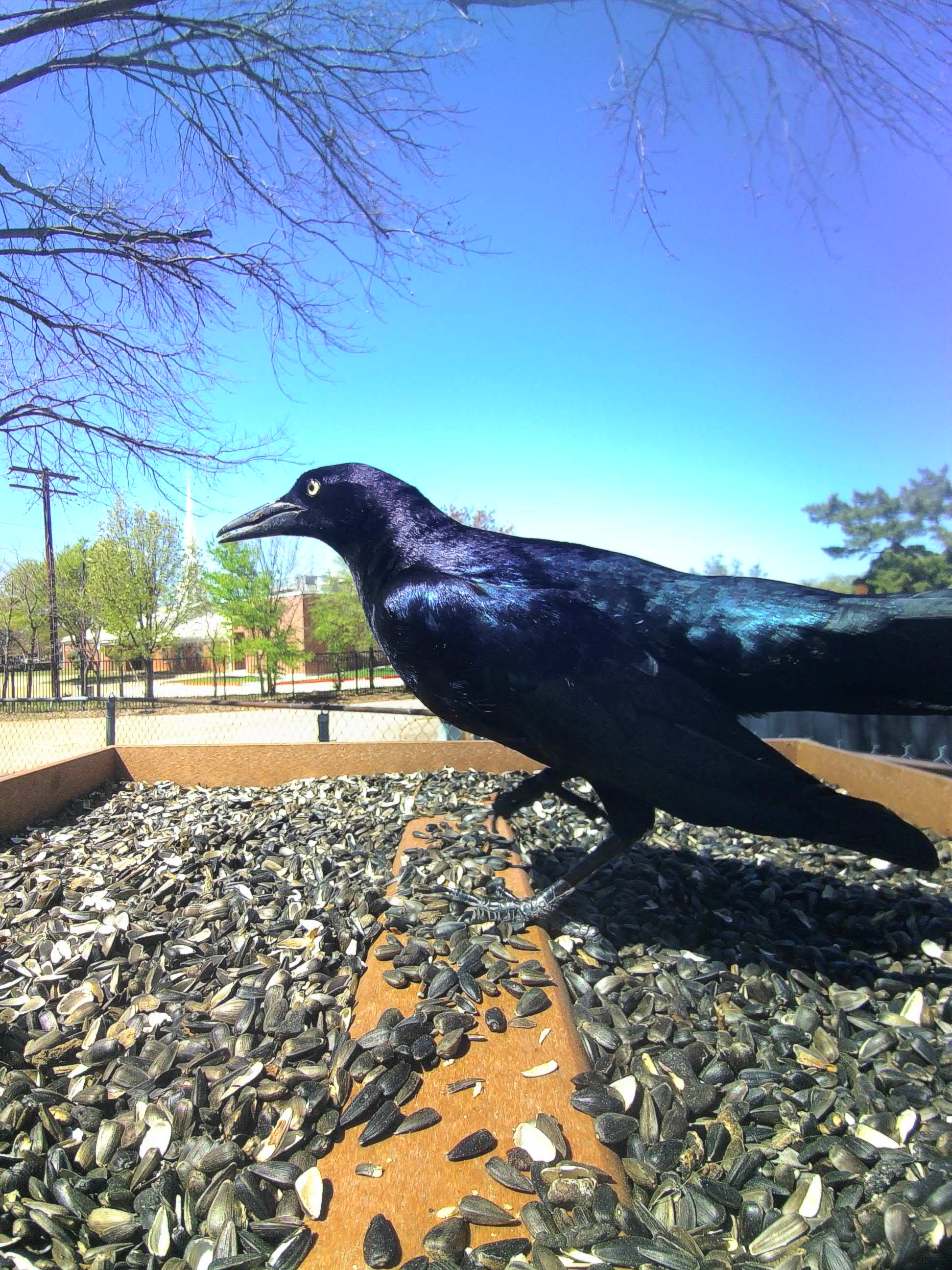 20260319-140258_b57154194cfb_Great-Tailed_Grackle_Baron_Blackquill_10_8a71f03d