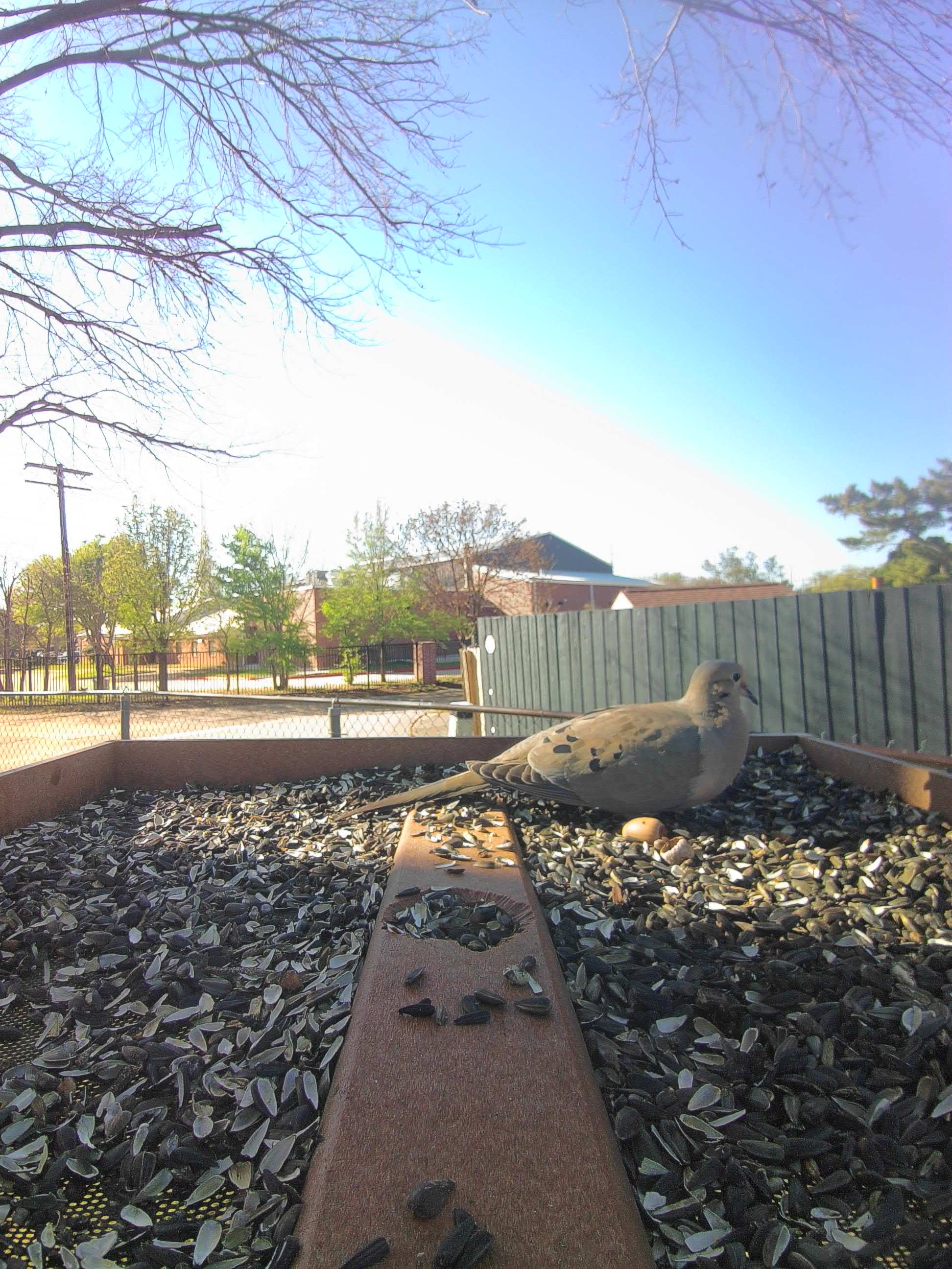 20260320-170957_3f0d34a330fe_Mourning_Dove_03_be5ff113