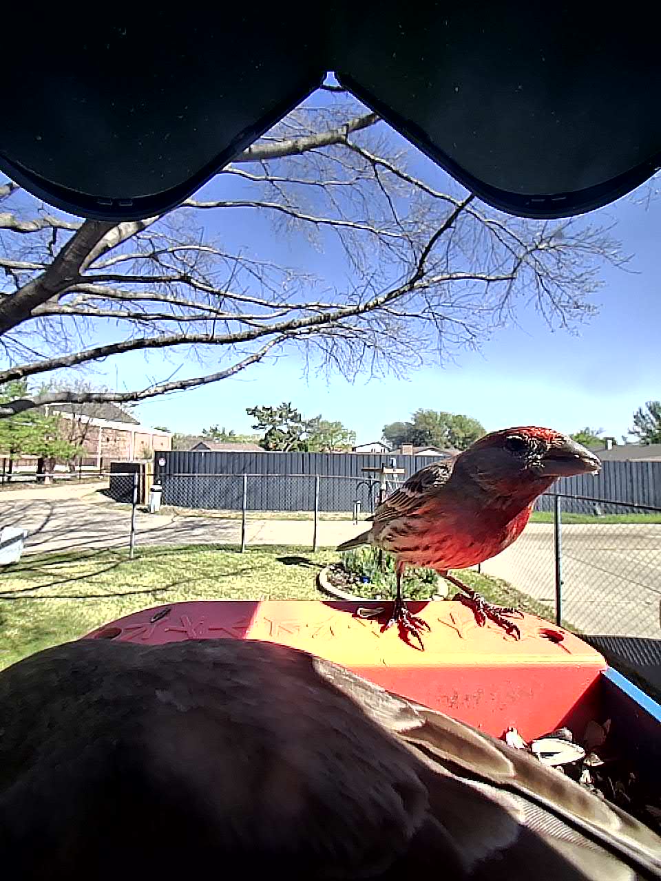 20260324-111256_5f5a56a6ece9_House_Finch_Rowan_Flamecrest_09_e774f962