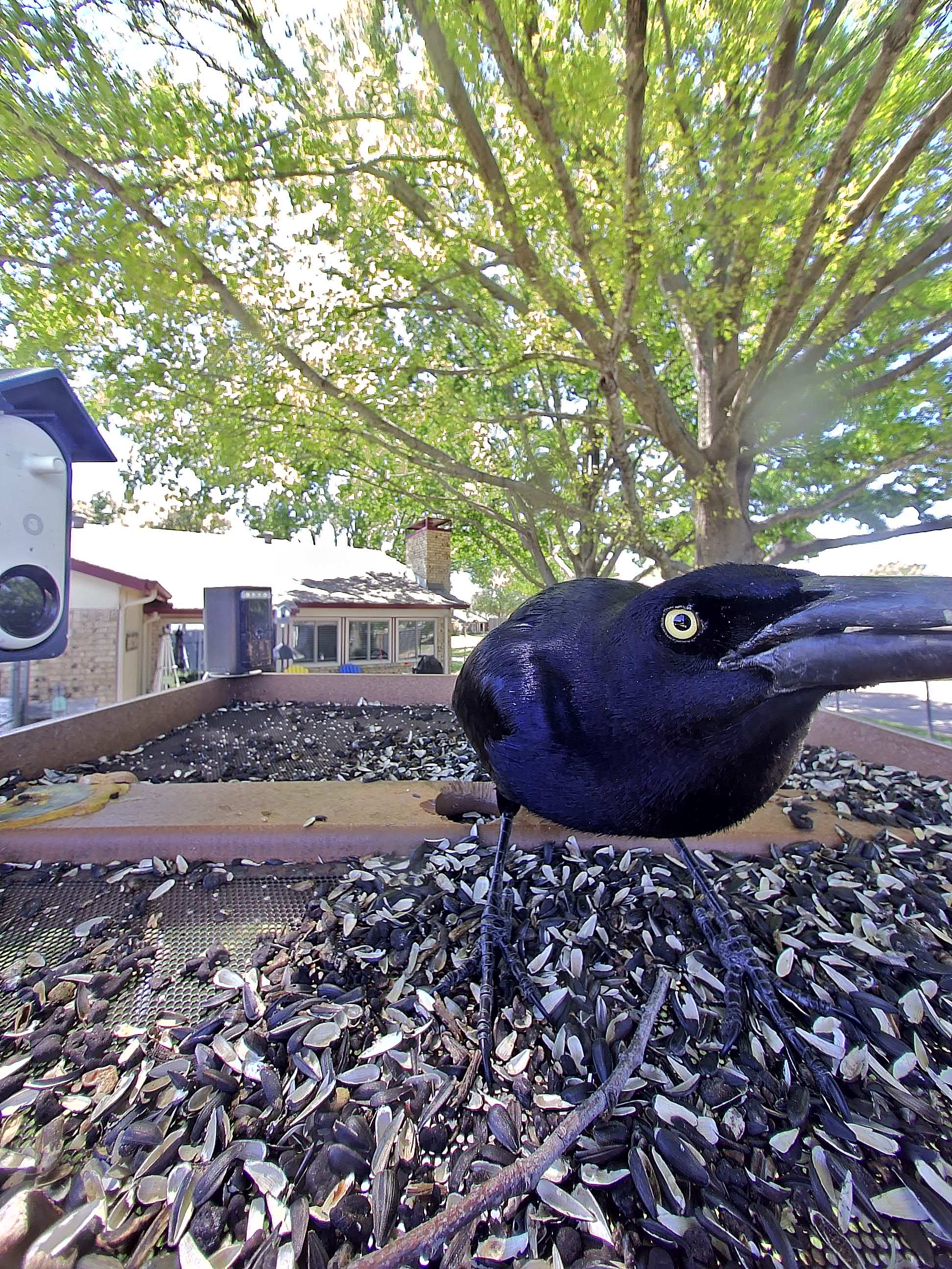 20260408-133233_f0bf67973de9_Great-Tailed_Grackle_Mordak_the_Unruled_14_fec311bb