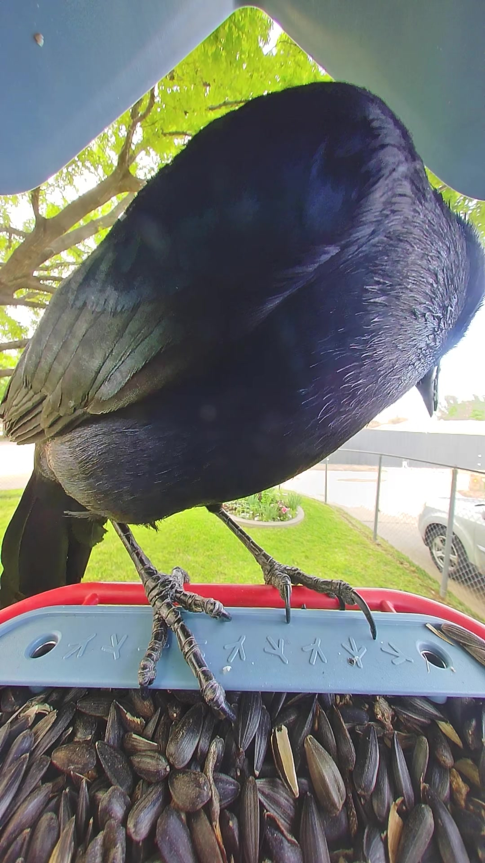 20260408-155140_963923f3ad82_Great-Tailed_Grackle_Skurrath_Blacktide_01_7a0a5d4d
