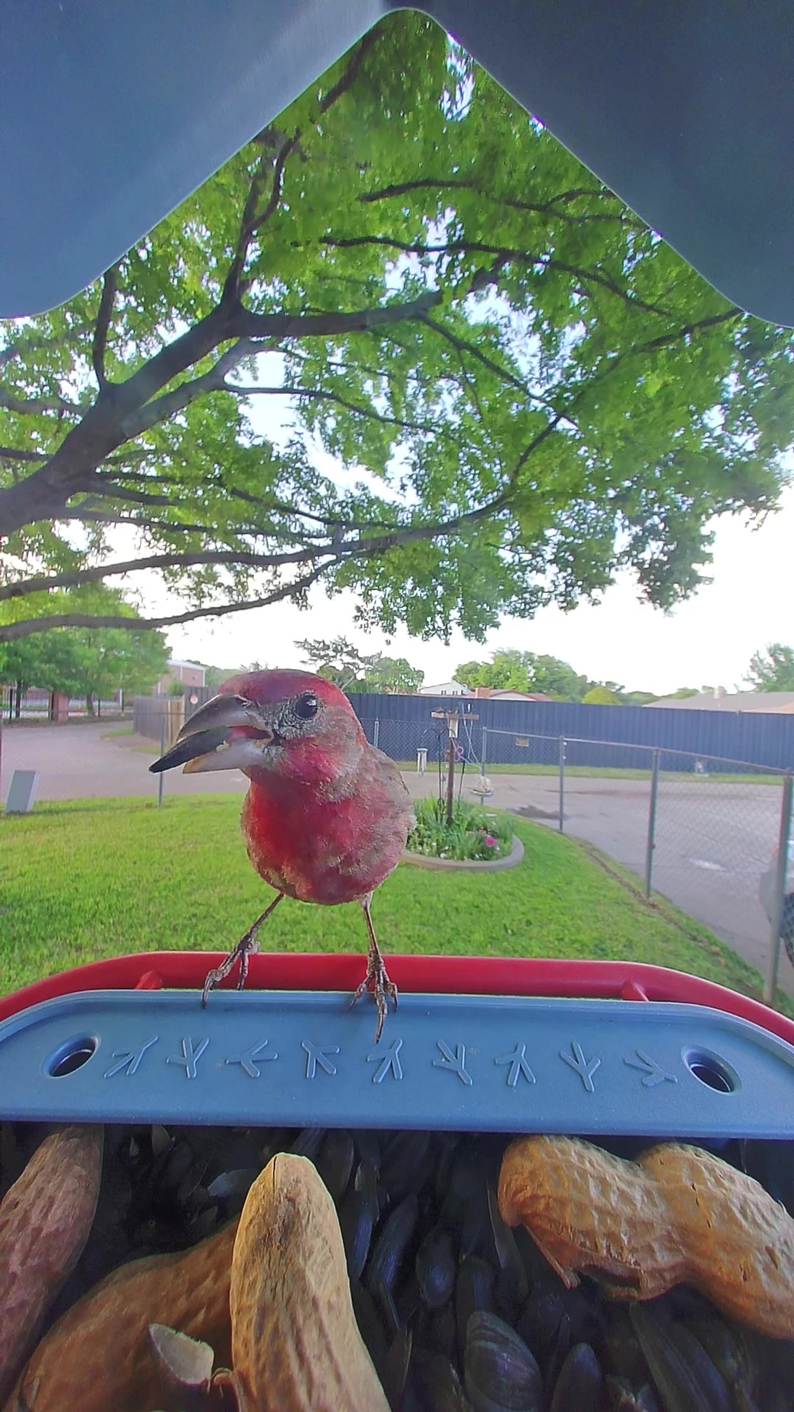 20260409-180739_b3b307b4d74d_House_Finch_Bryn_Brightcrest_19_fb5567a1