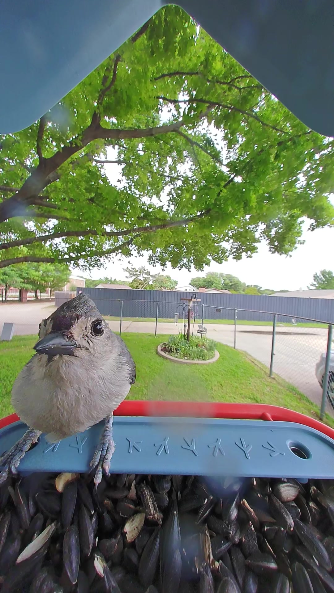 20260417-112722_b175d84880c5_Tufted_Titmouse_Ashwick_Thistlecrown_10_b75478d6