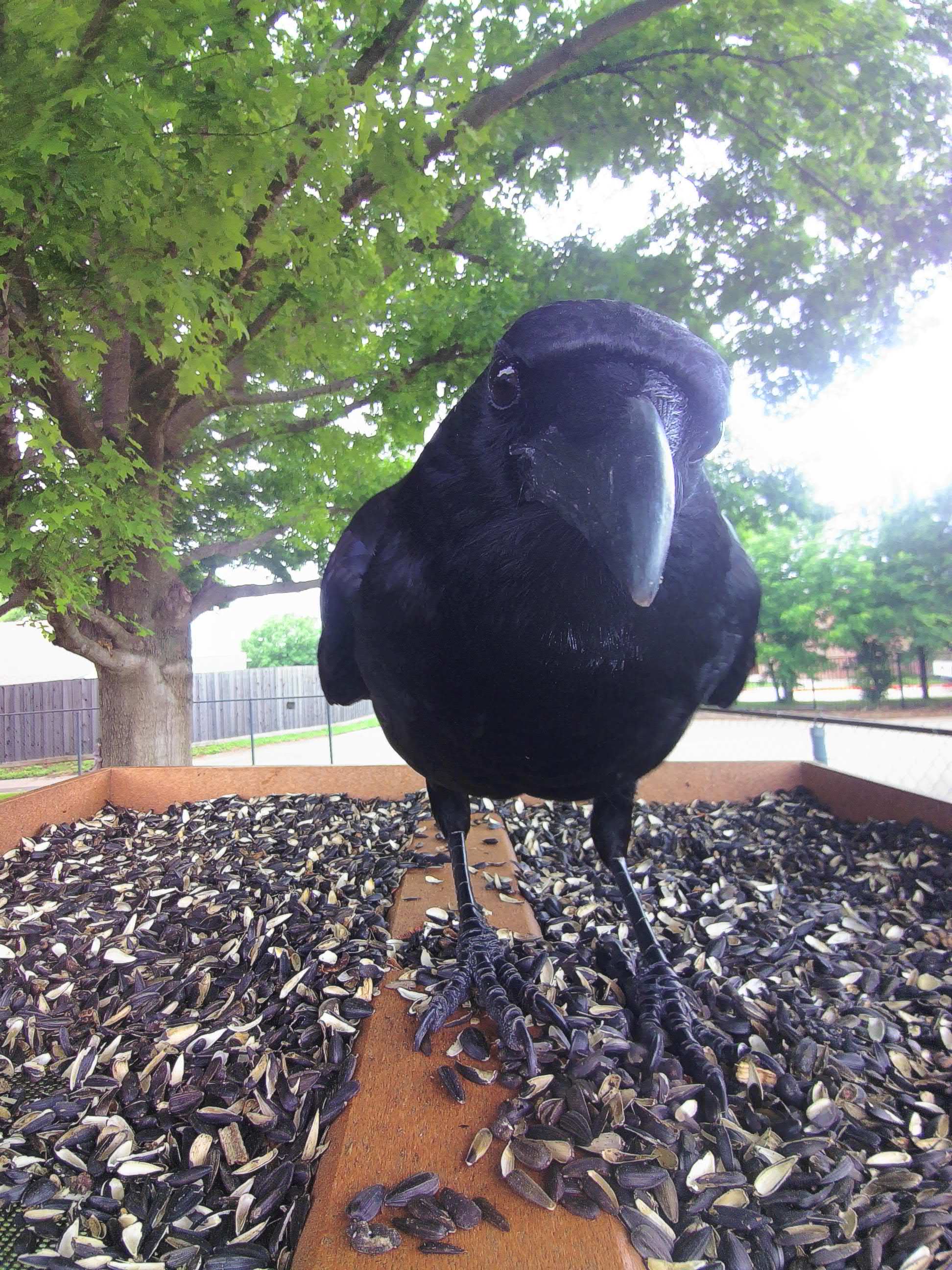 20260422-144652_15fb9e9ba349_American_Crow_Gareth_The_Particular_10_06e726e8